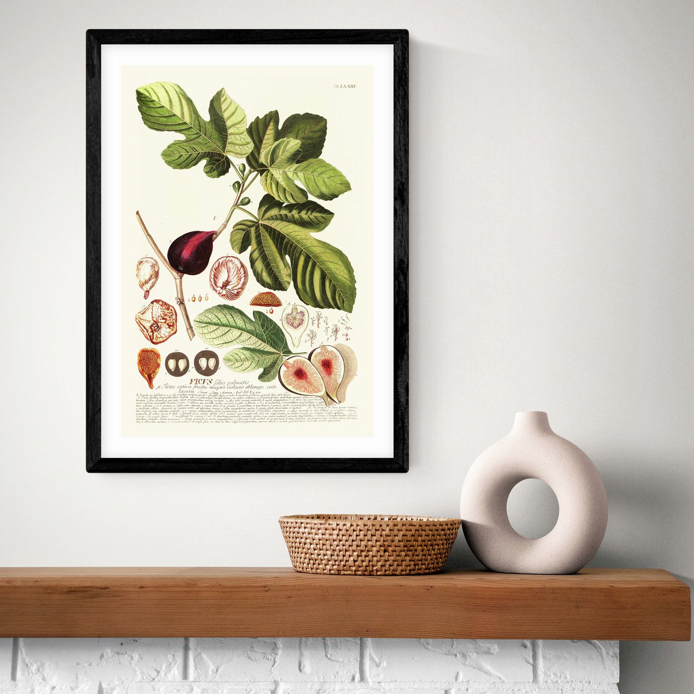 East End Prints Ficus Art Print