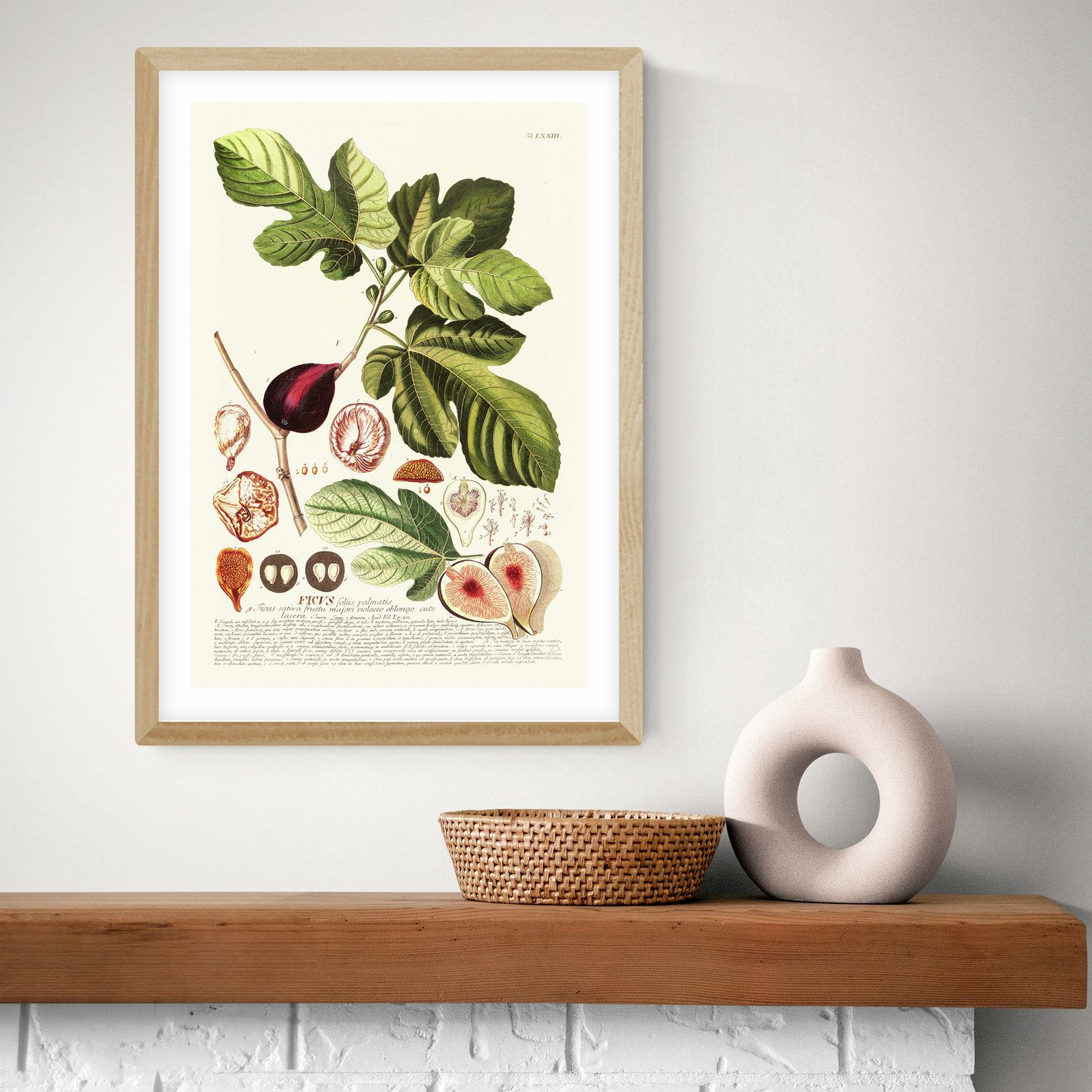 East End Prints Ficus Art Print