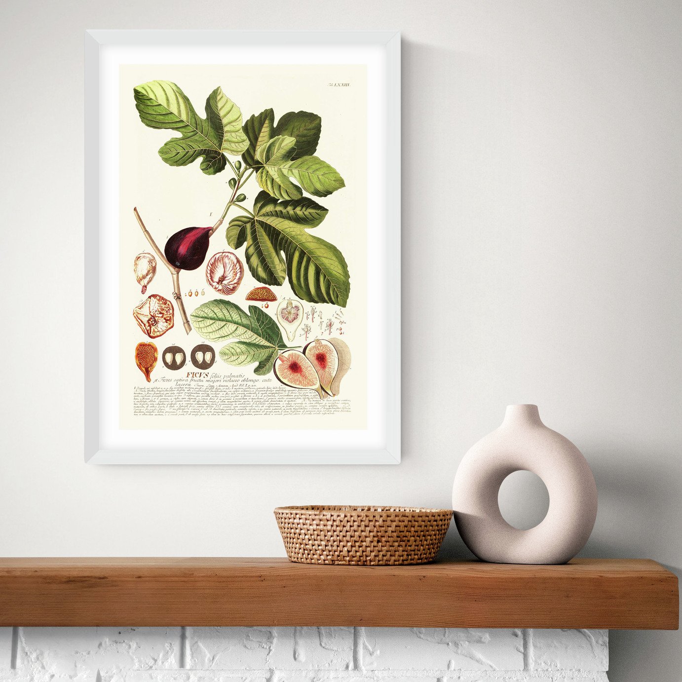 East End Prints Ficus Art Print