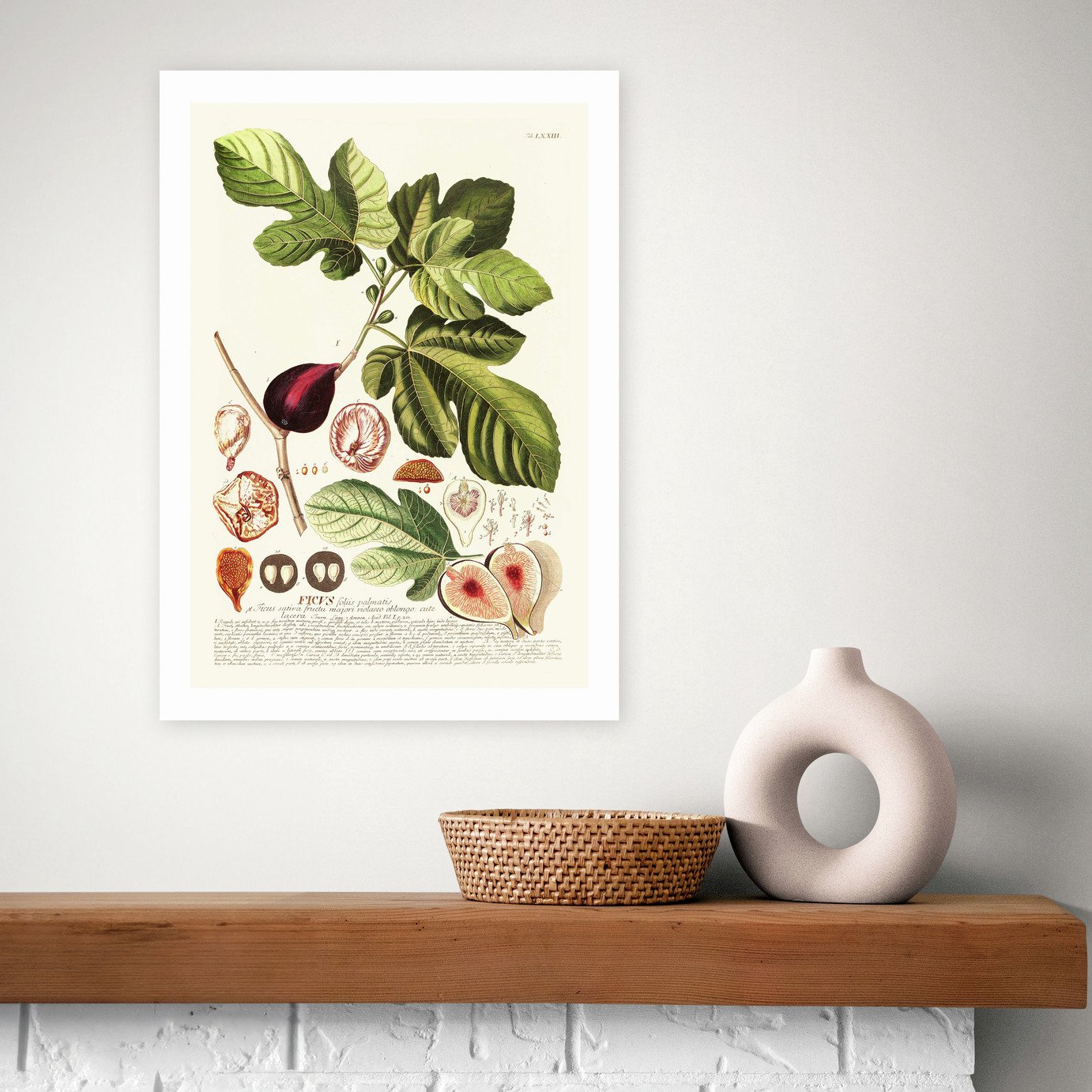 East End Prints Ficus Art Print