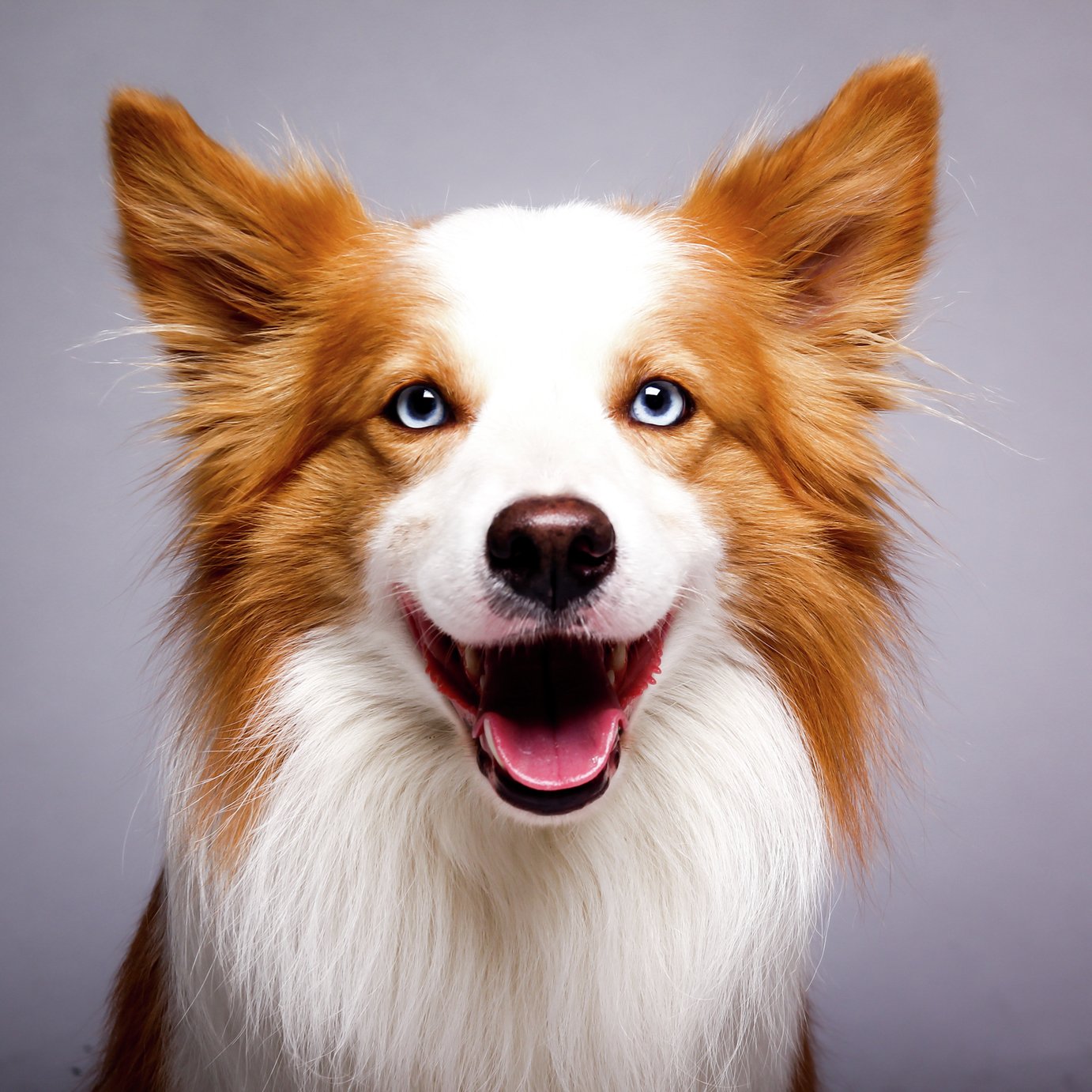 Activity Superstore Pet Photoshoot Gift Digital Download