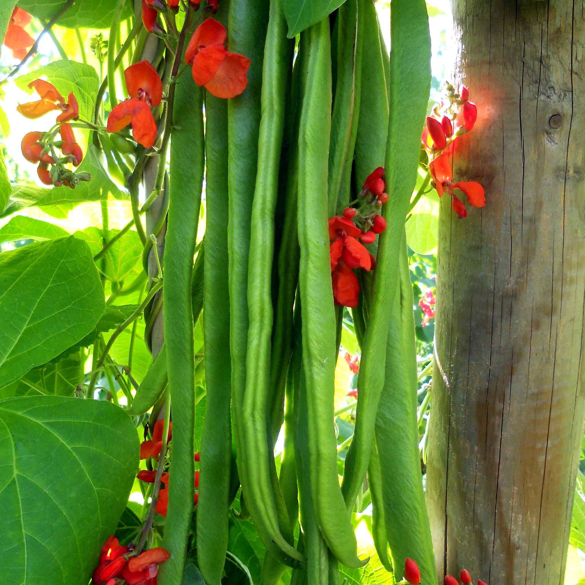 Marshalls Garden Runner Bean Seeds Firestorm - Self-Fertile - 45 Seeds