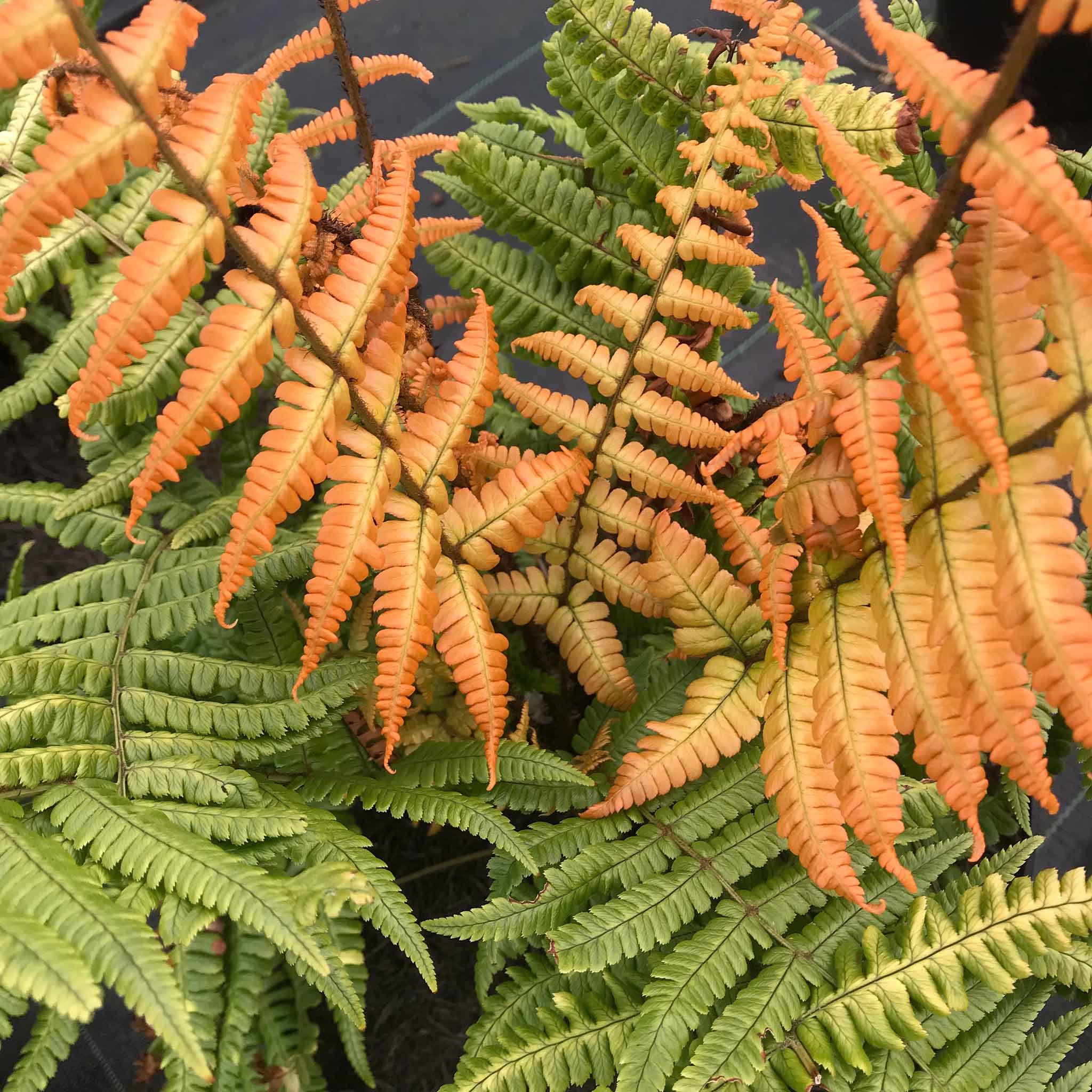 Marshalls Garden Dryopteris Wallichiana 'Jurassic Gold' - 9cm Plant