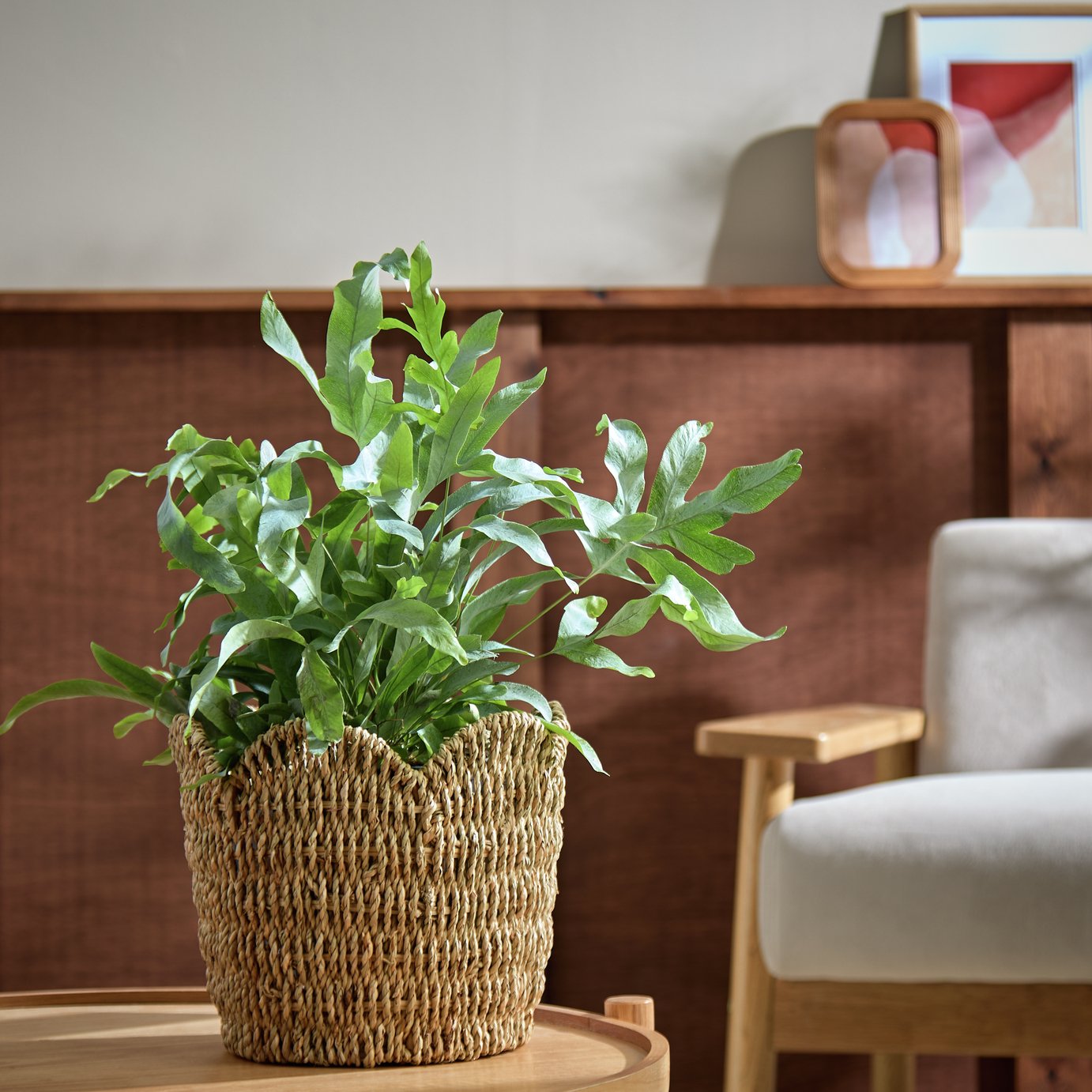 Habitat Small Scallop Rattan Planter - Natural