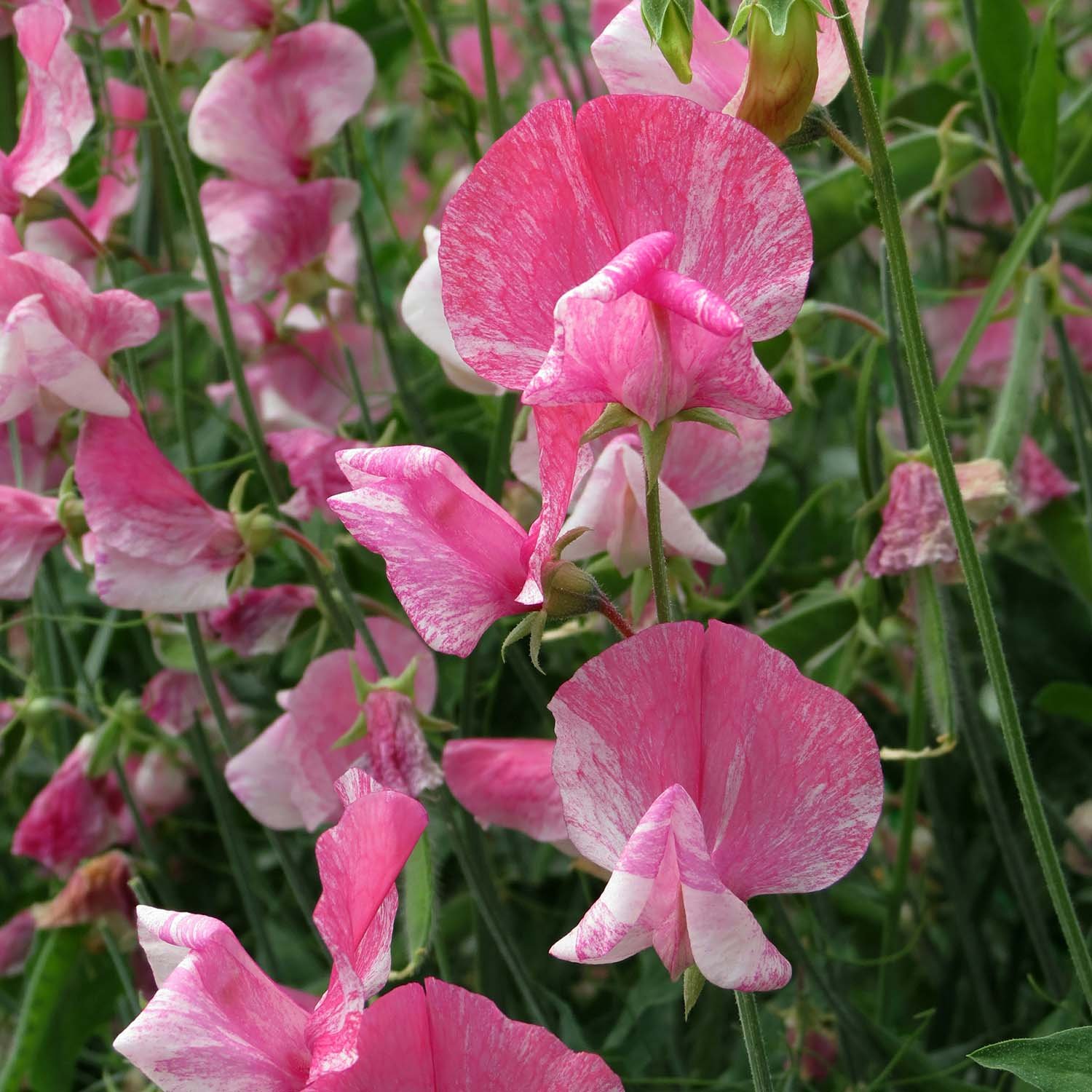 Unwins Sweet Pea Seeds 'Our Heroes' - Heirloom Carmine-Magenta Flaked - 20 Seeds