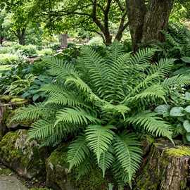 Accelopack Soft Shield Fern Green Plant - Pack of 3