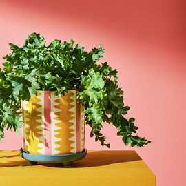 Habitat Stripe Ceramic Yellow Planter with Saucer - 14cm
