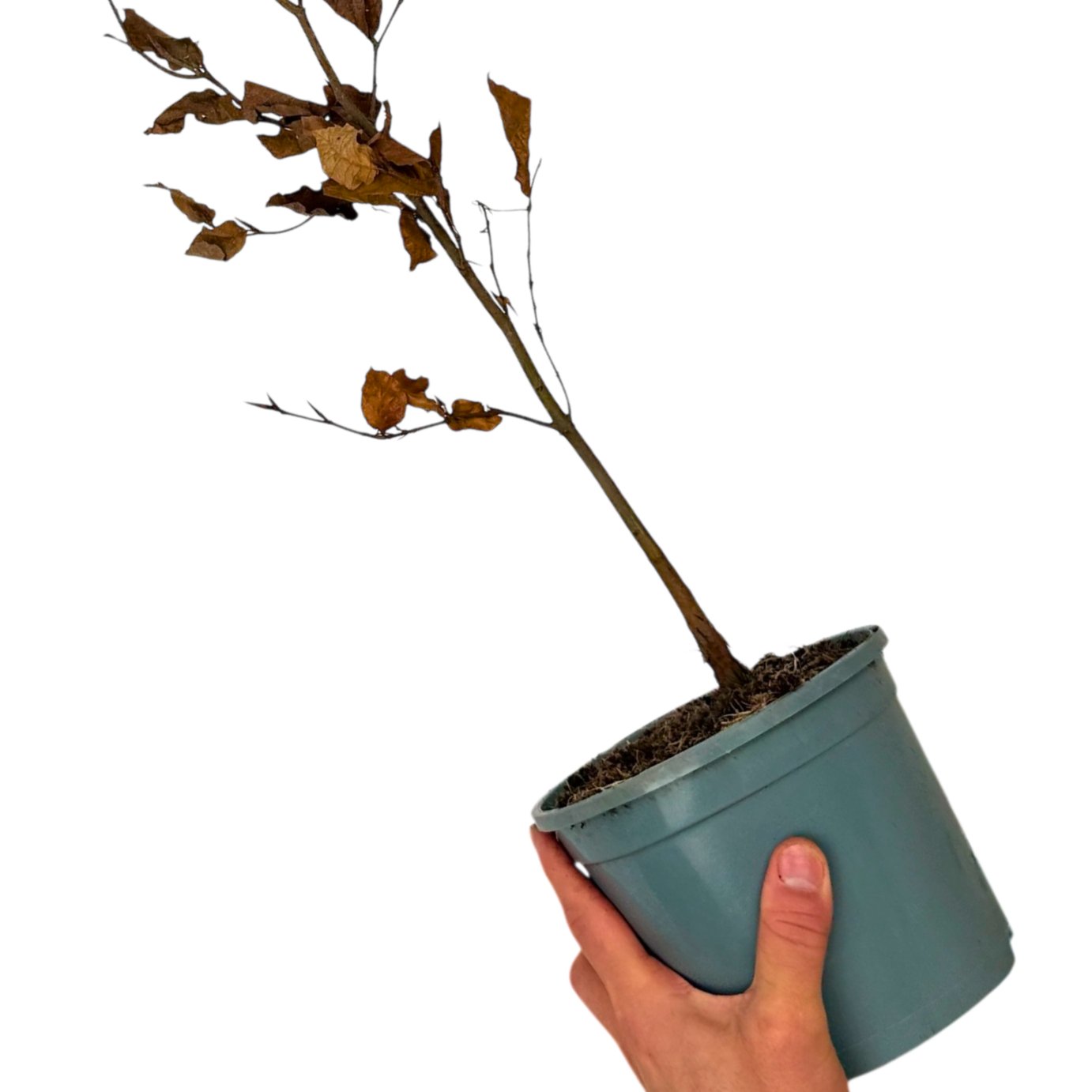 Accelopack Beech Fagus Sylvatica Perennial Plant