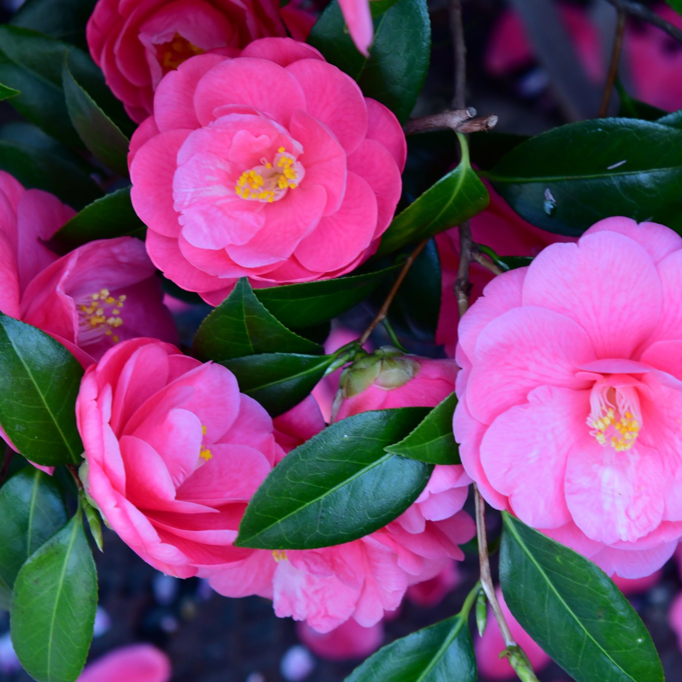 Accelopack Camellia 150cm Pink Tree