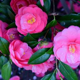Accelopack Camellia 150cm Pink Plant