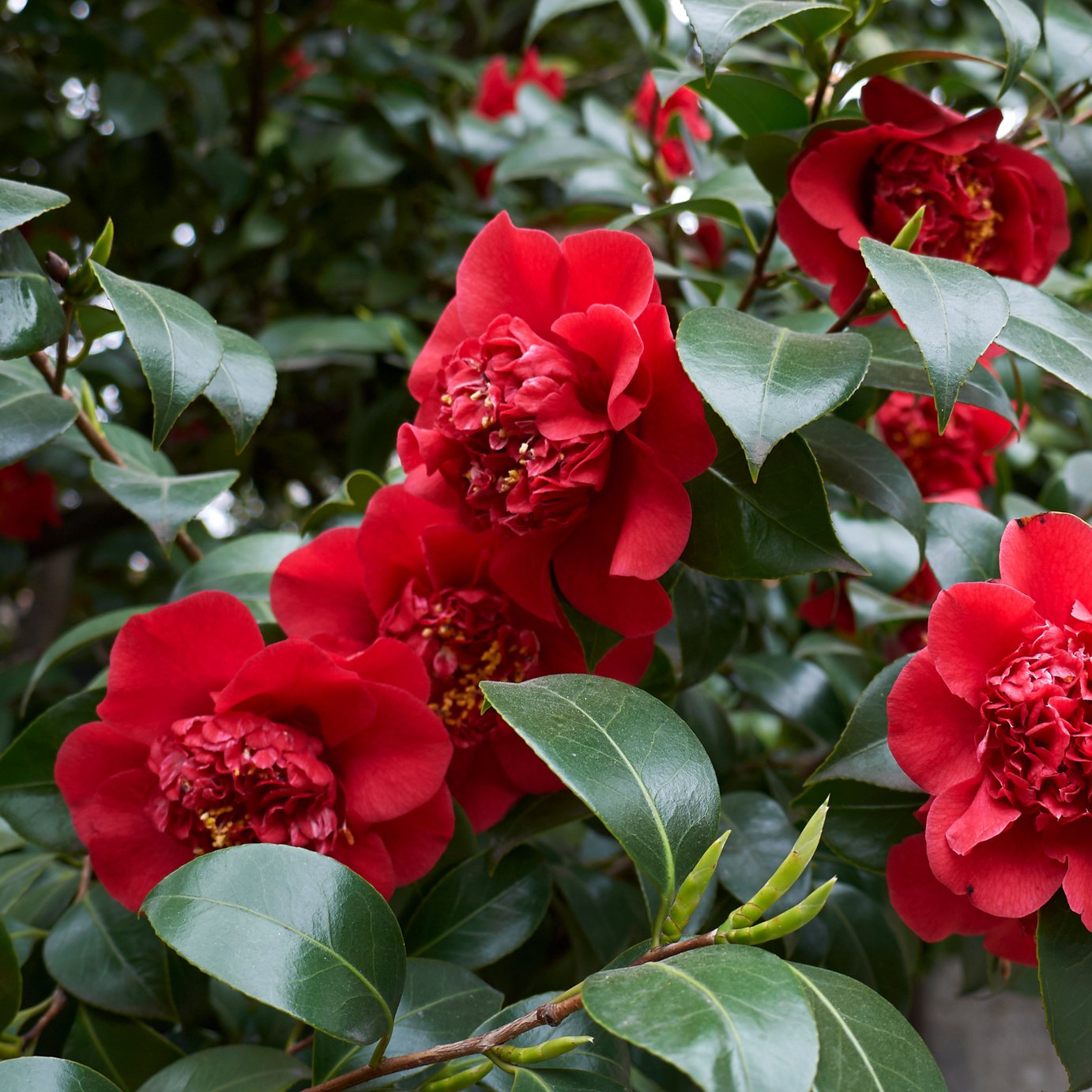 Accelopack Camellia 150cm Red Tree