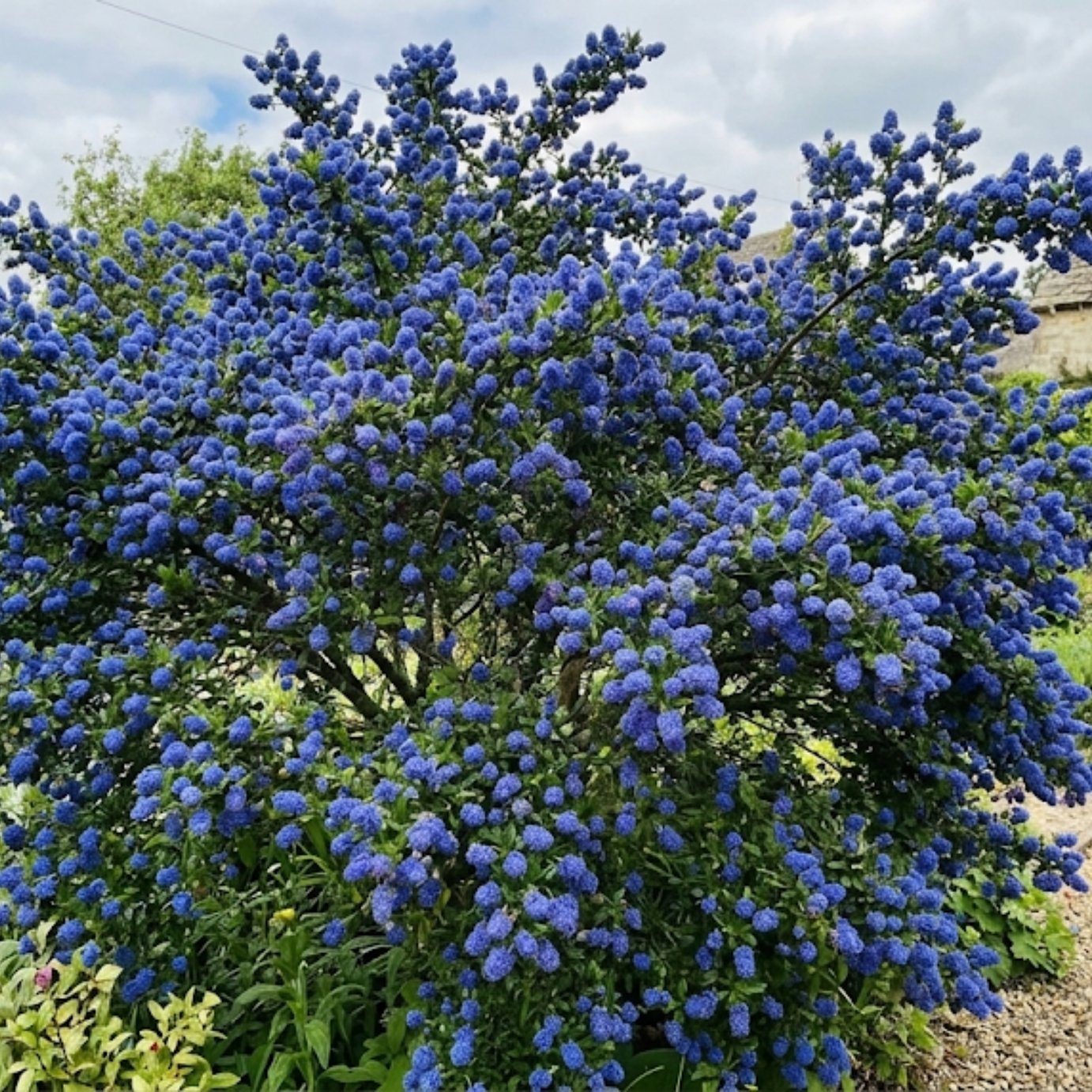 Accelopack California Lilac Concha 300cm Blue Shrub Plant