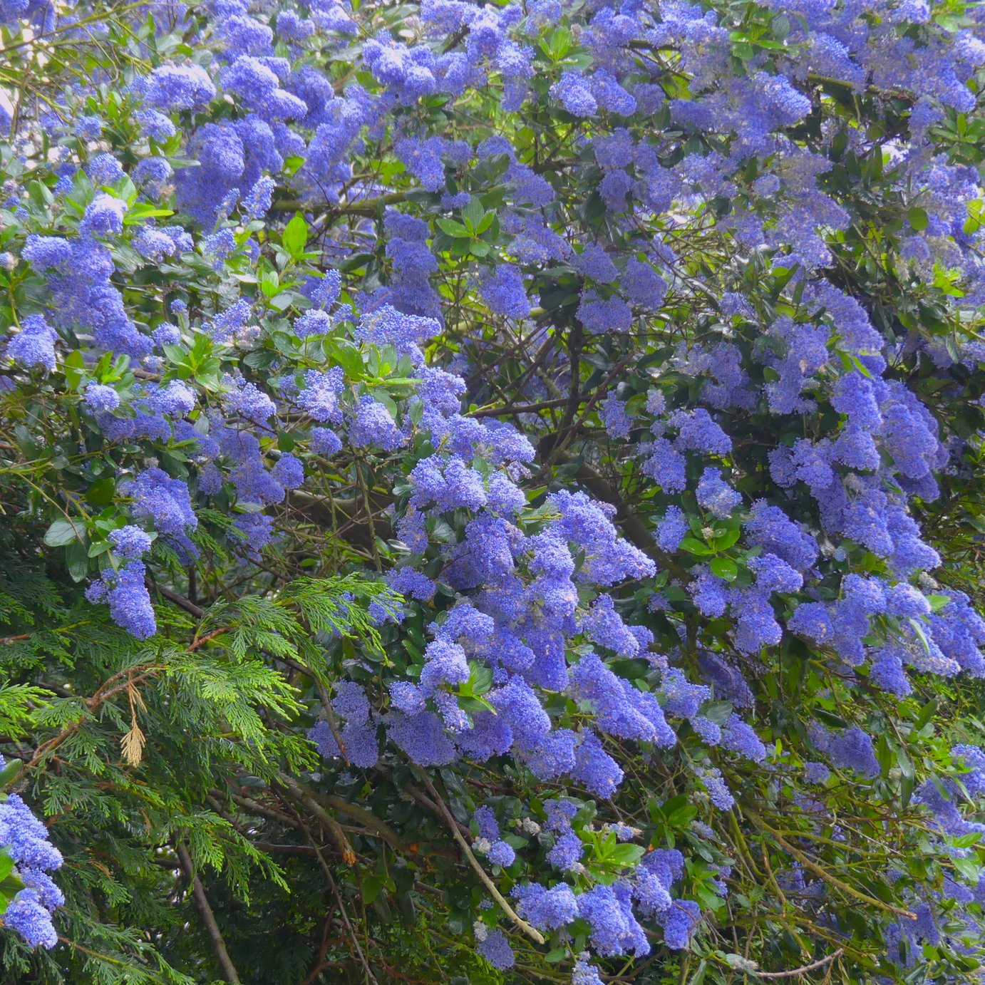 Accelopack California Lilac Puget Blue 300cm Shrub