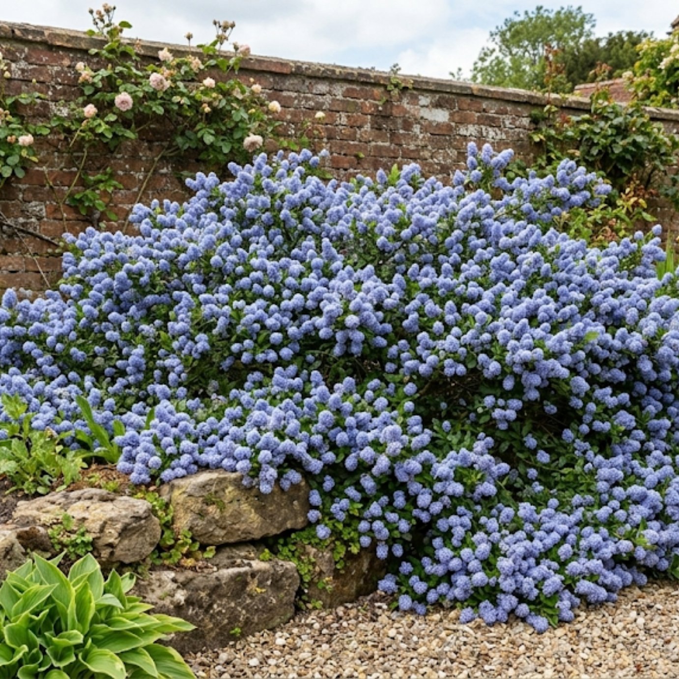 Accelopack California Lilac Repens 200cm Blue Shrub