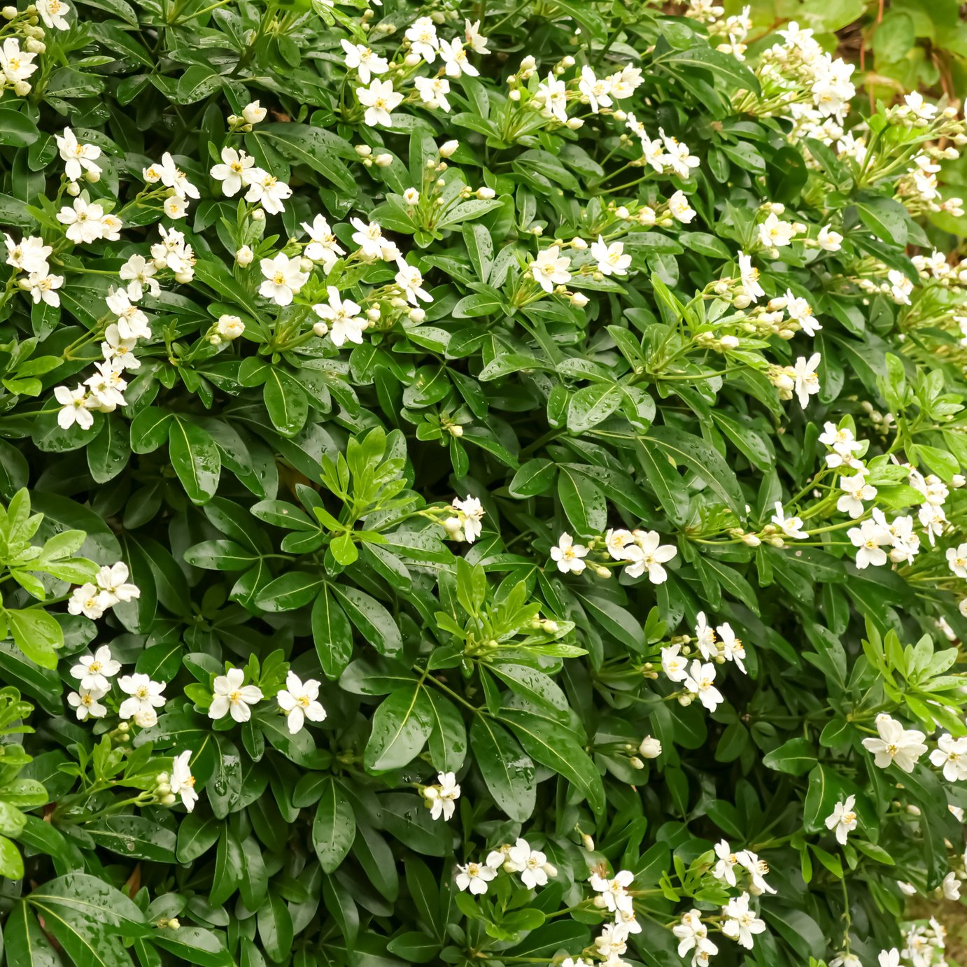 Accelopack Choisya Greenfingers 200cm White Shrub Plant