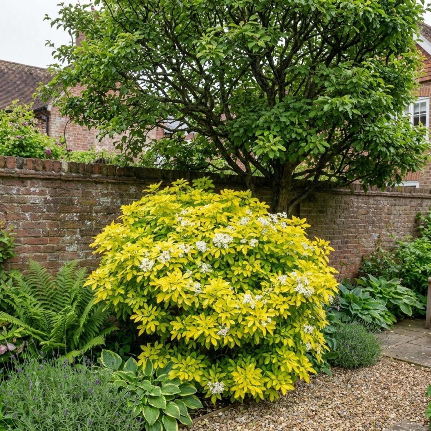 Accelopack Choisya Sundance 250cm White Shrub Plant