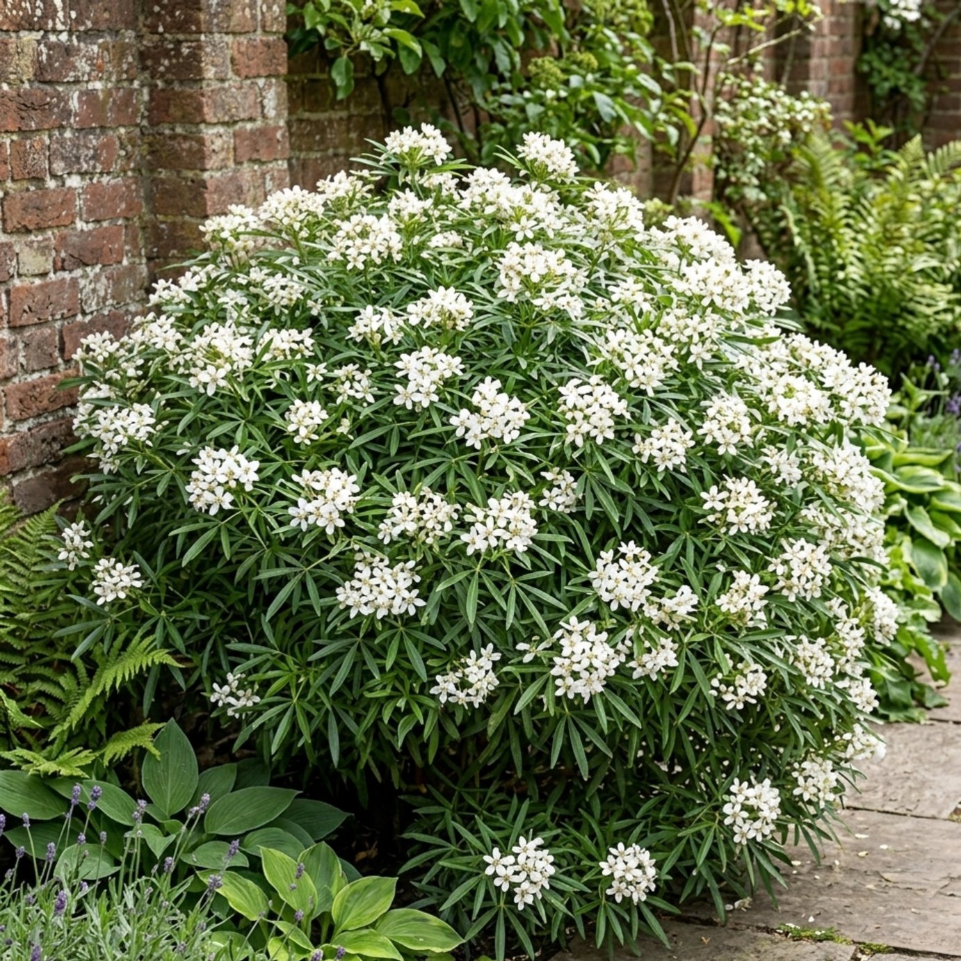 Accelopack Choisya White Dazzler 200cm White Shrub Plant