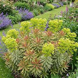 Accelopack Euphorbia Ascot Rainbow 60cm Perennial Plant