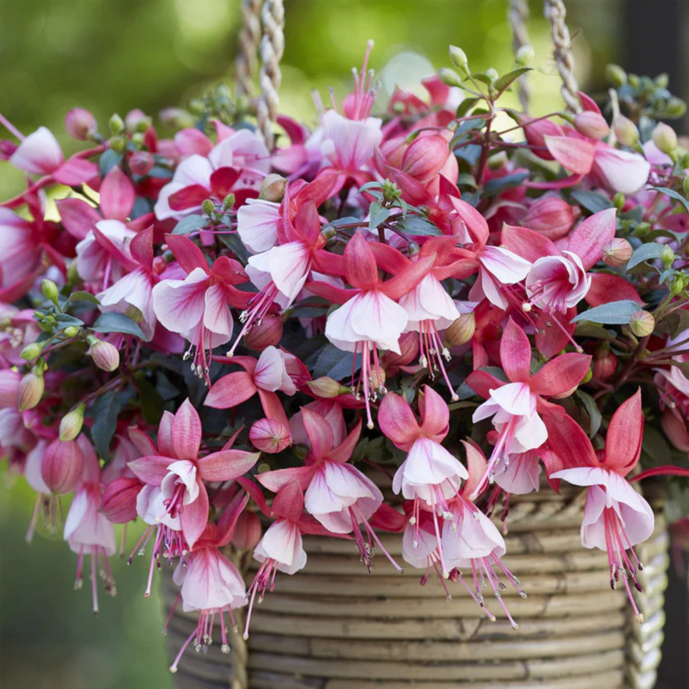 Accelopack Fuchsia Bella Hilda Pink And White Plant - 3 Set