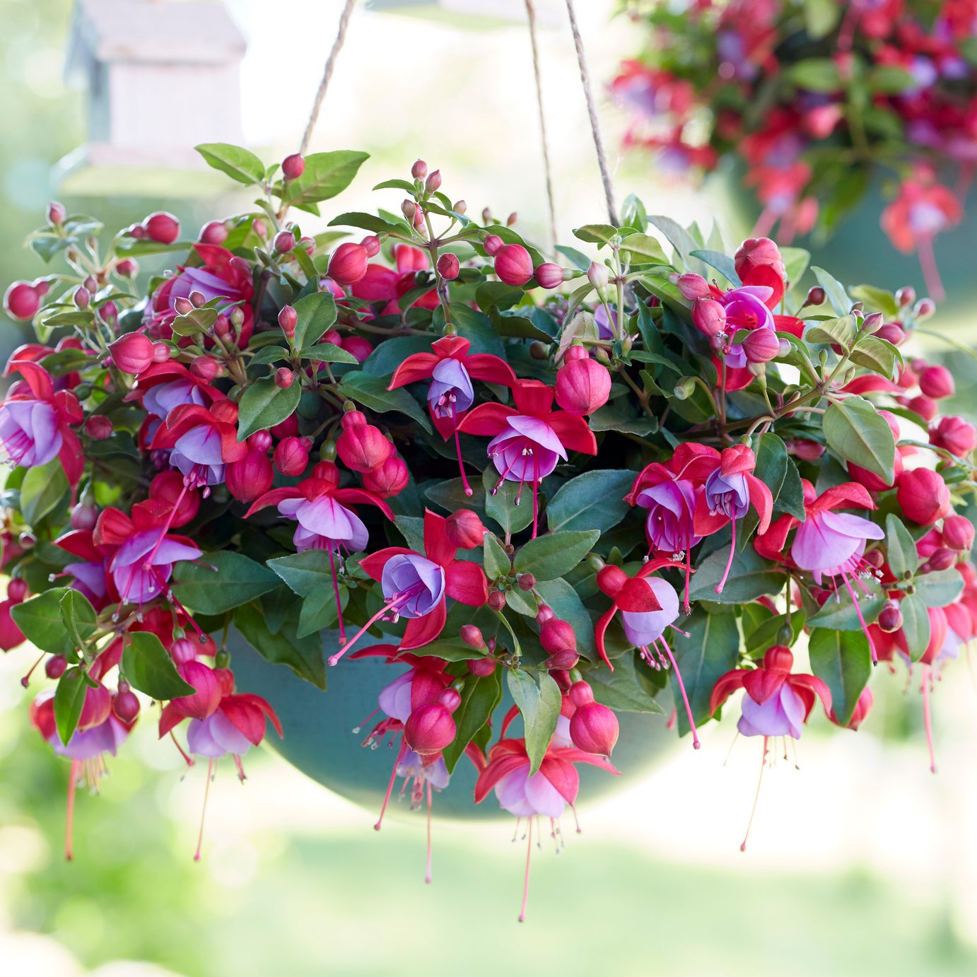 Accelopack Fuchsia Bella Lydia Rose And Violet Plant - 3 Set