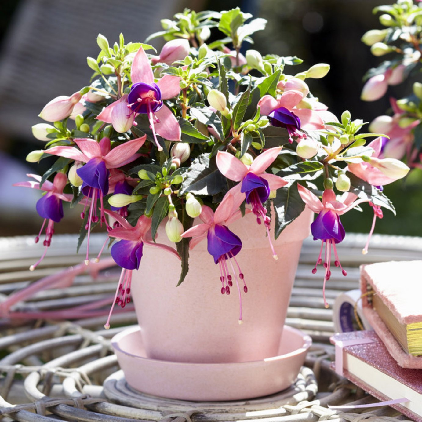 Accelopack Fuchsia Bella Mariska Pink & Purple Plant - 3 Set