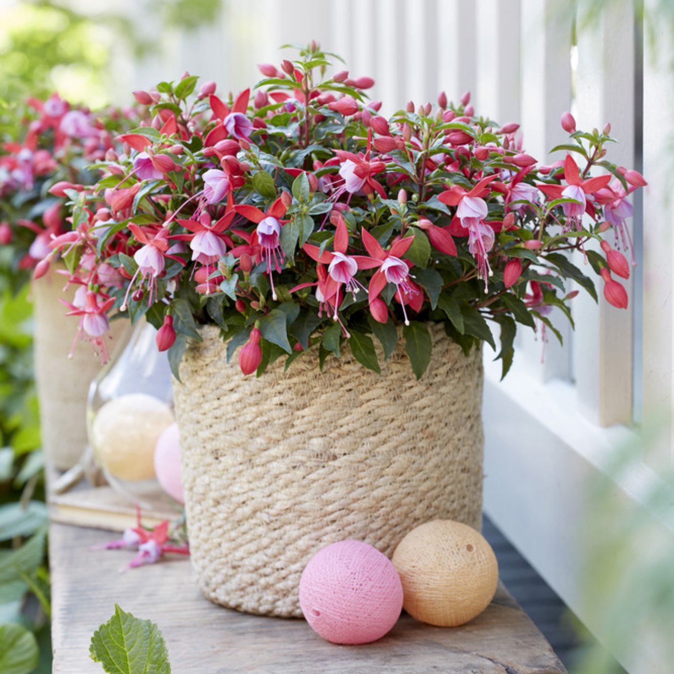 Accelopack Fuchsia Bella Nikita Rose & Purple Plant - 3 Set