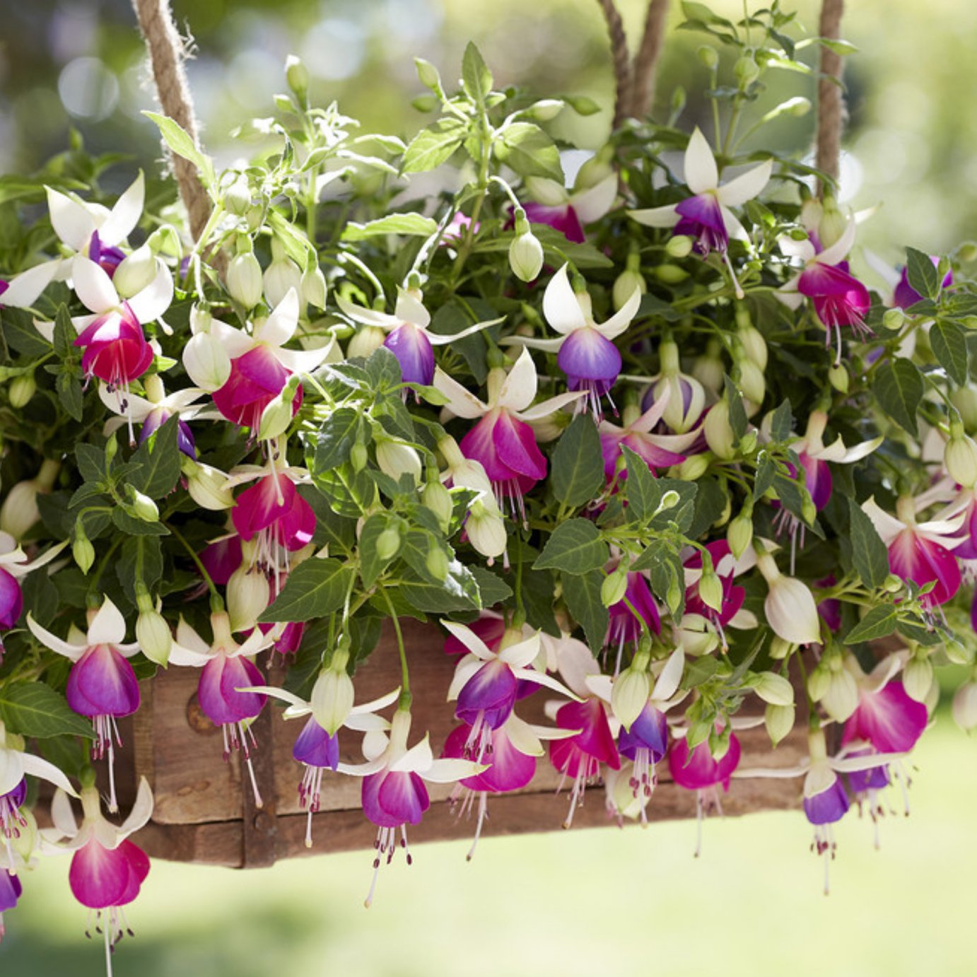 Accelopack Fuchsia Bella Nora White And Violet Plant - 3 Set