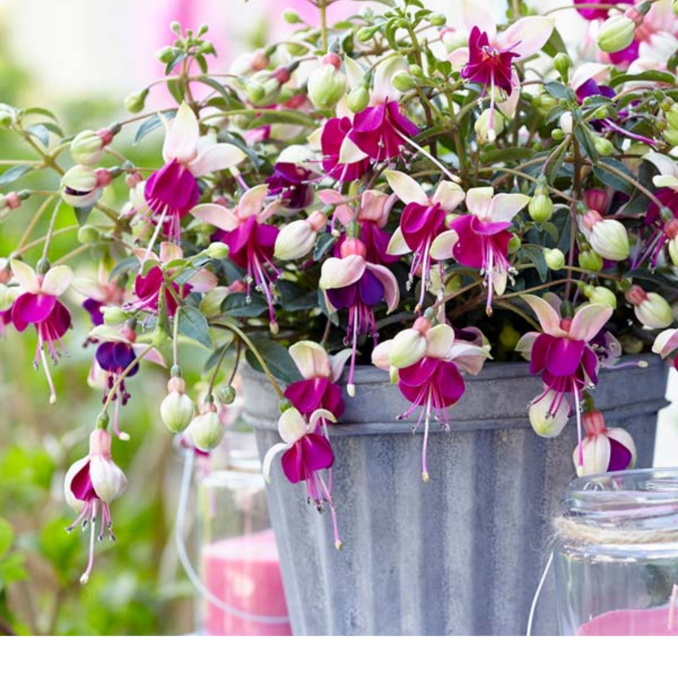 Accelopack Fuchsia Bella Olivia White And Purple Plant-3 Set