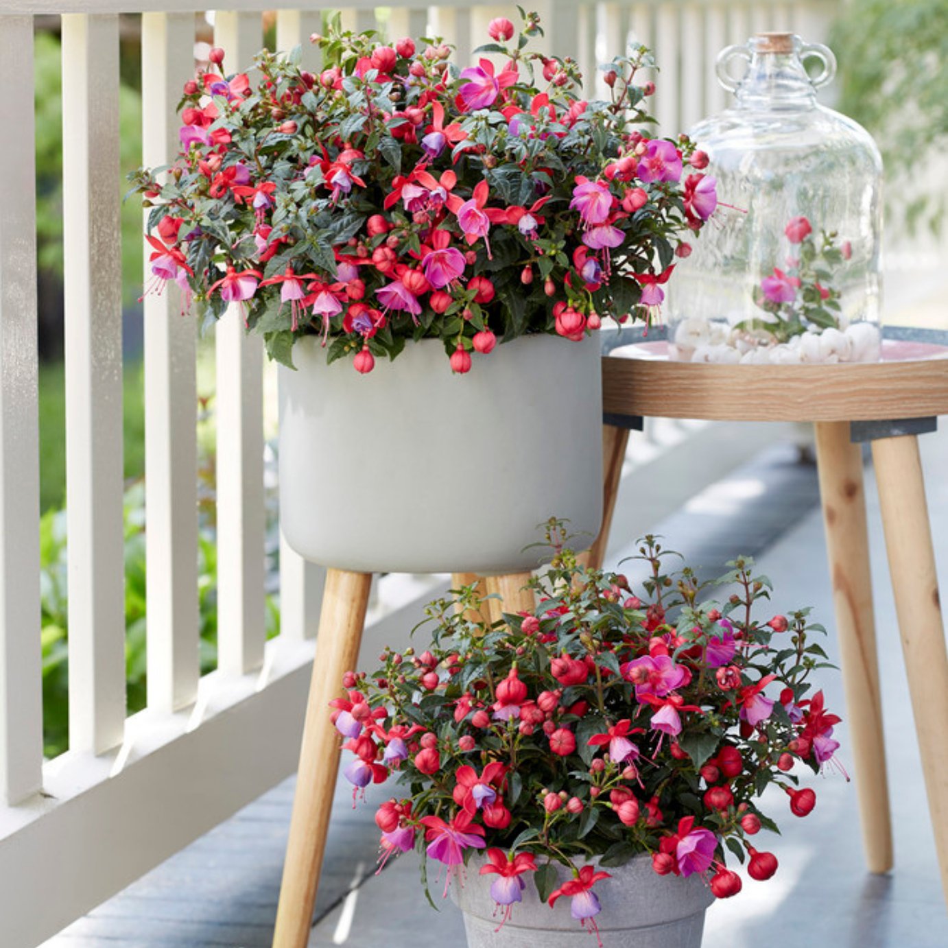 Accelopack Fuchsia Bella Susanna Rose And Violet Plant-3 Set