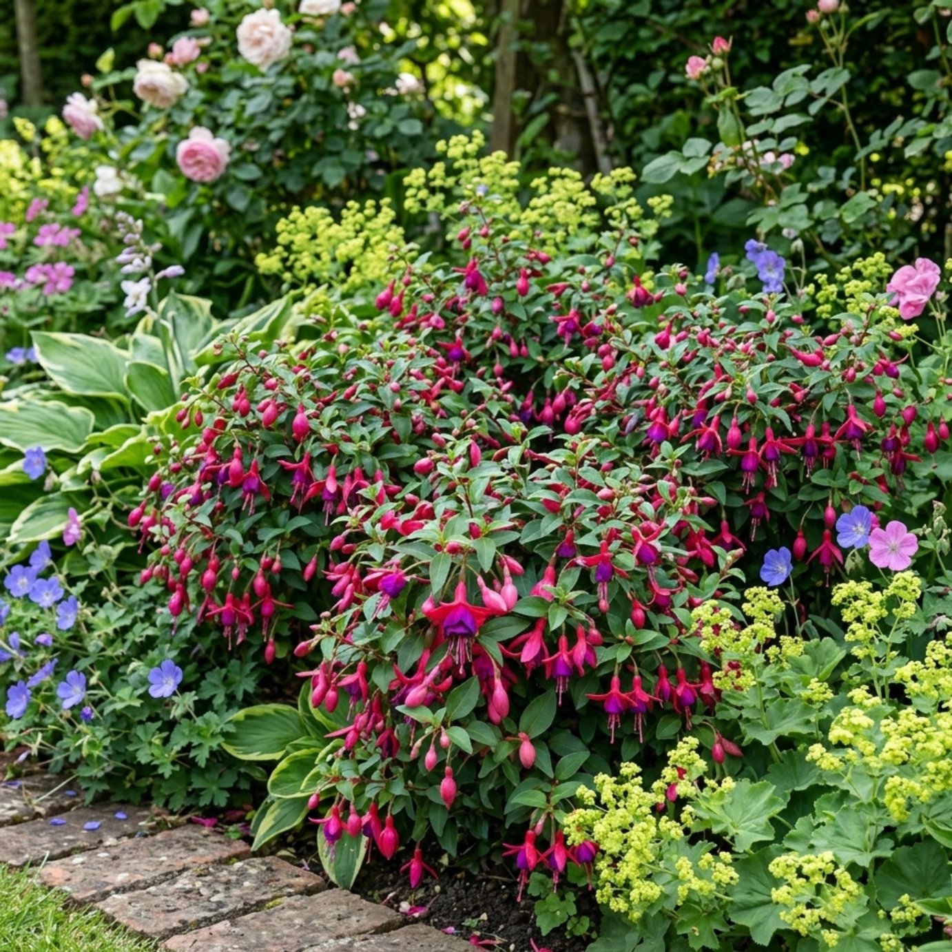 Accelopack Fuchsia Tom Thumb Red And Purple Plant - 3 Set