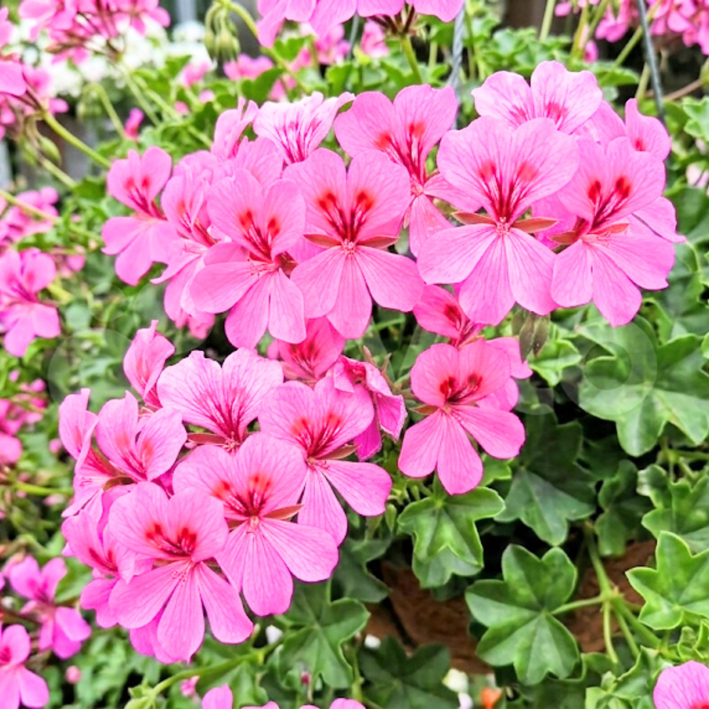 Accelopack Geranium Tornado Pink Bedding Plant - Set of 3