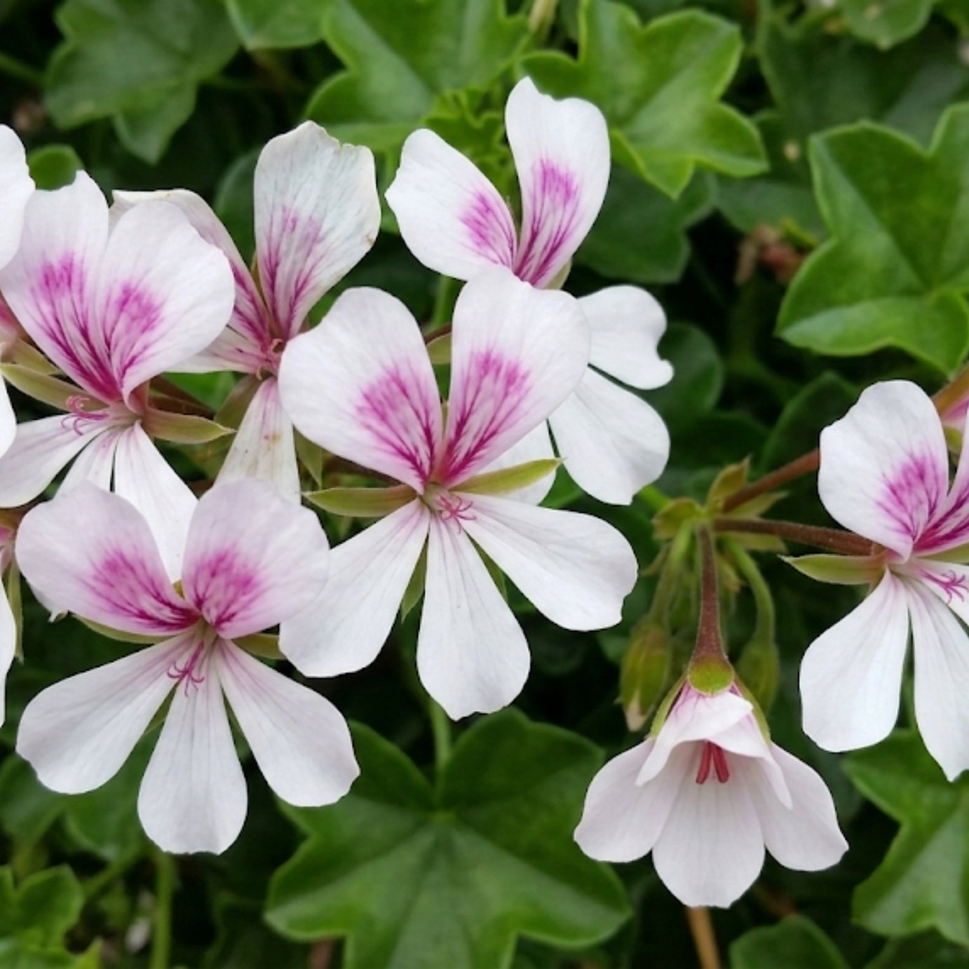 Accelopack Geranium Tornado White Bedding Plant- Set of 3