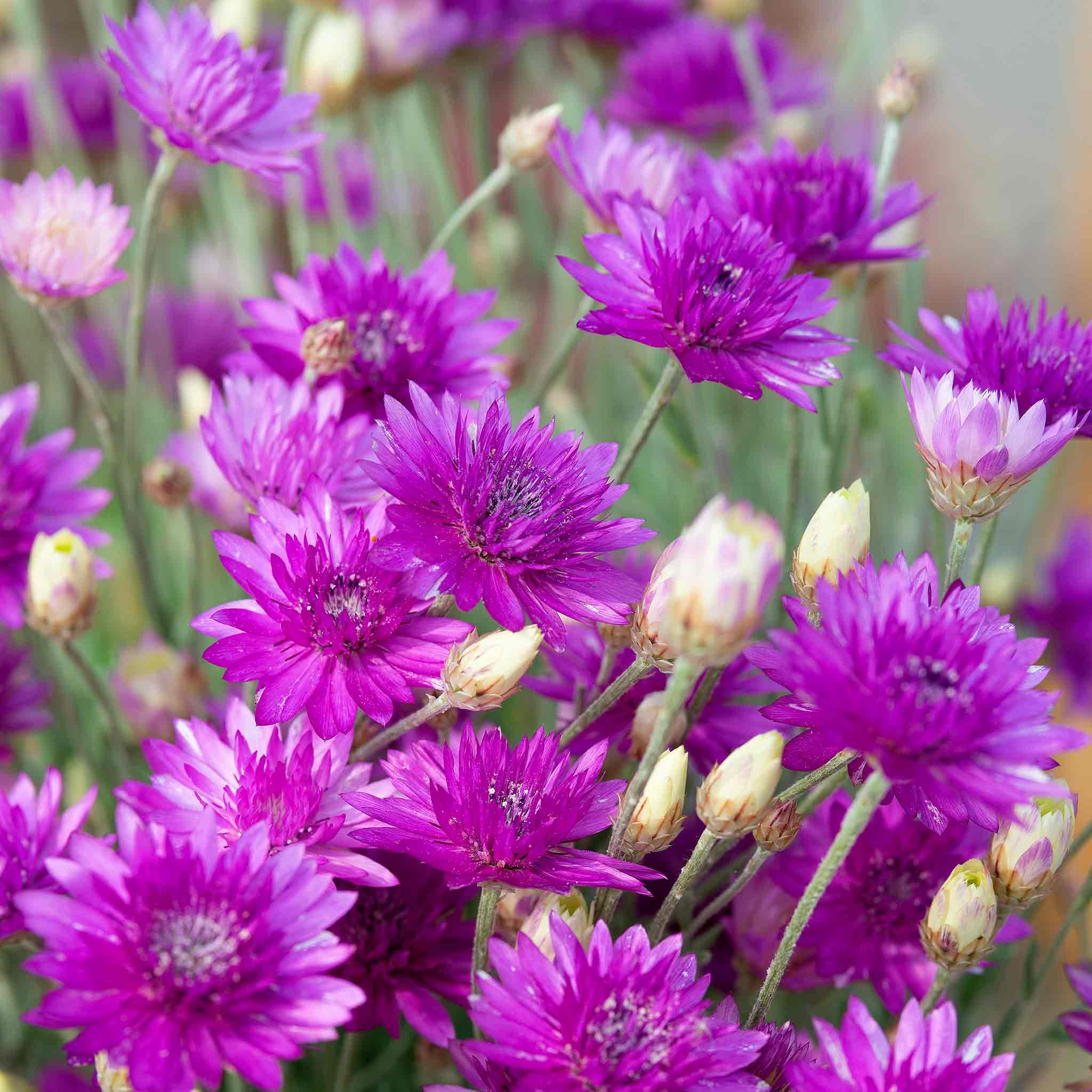 Unwins Xeranthemum annum Seeds - 500 Seeds