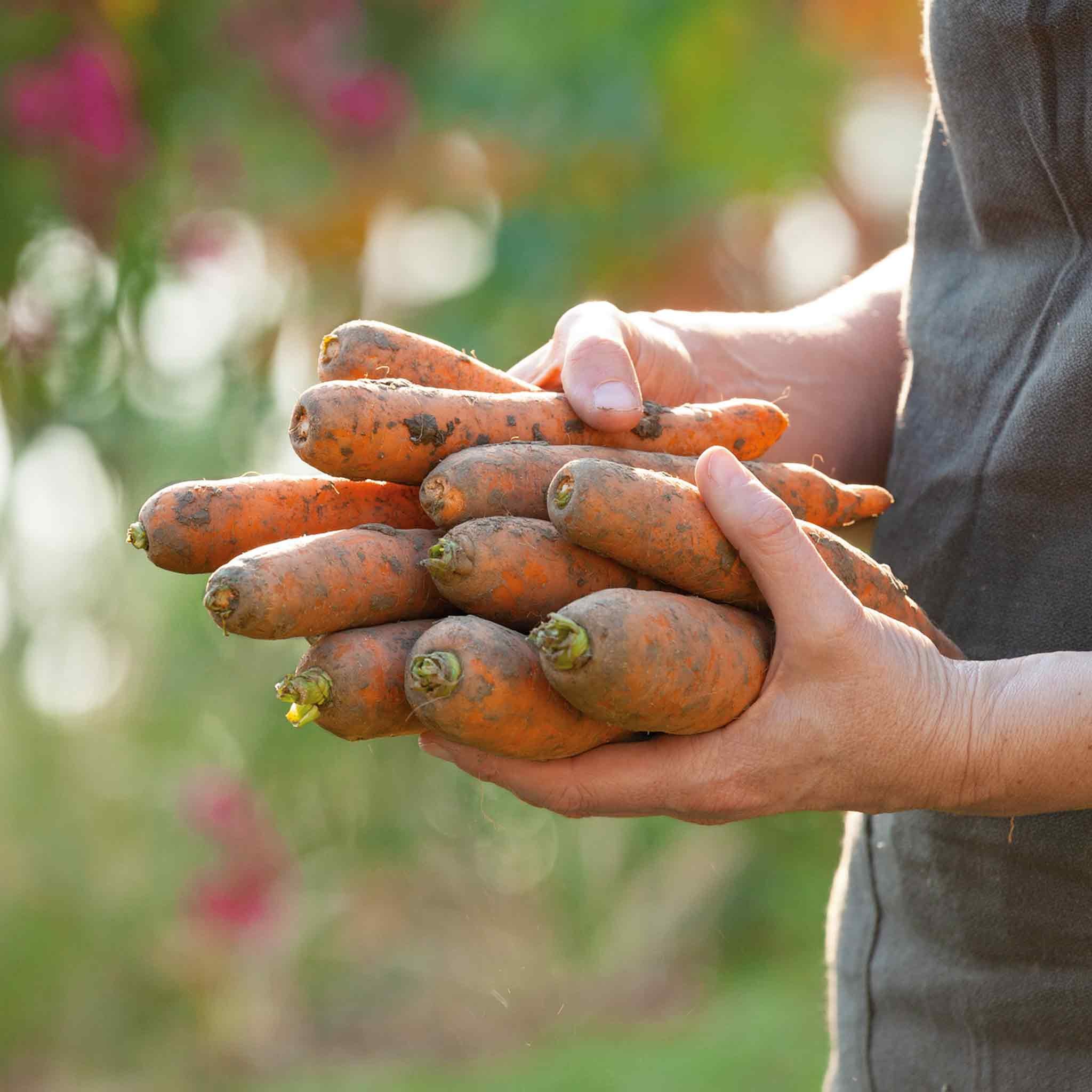Marshalls Garden Carrot Seeds Autumn King 2 -  Winter Carrots - 2000 Seeds