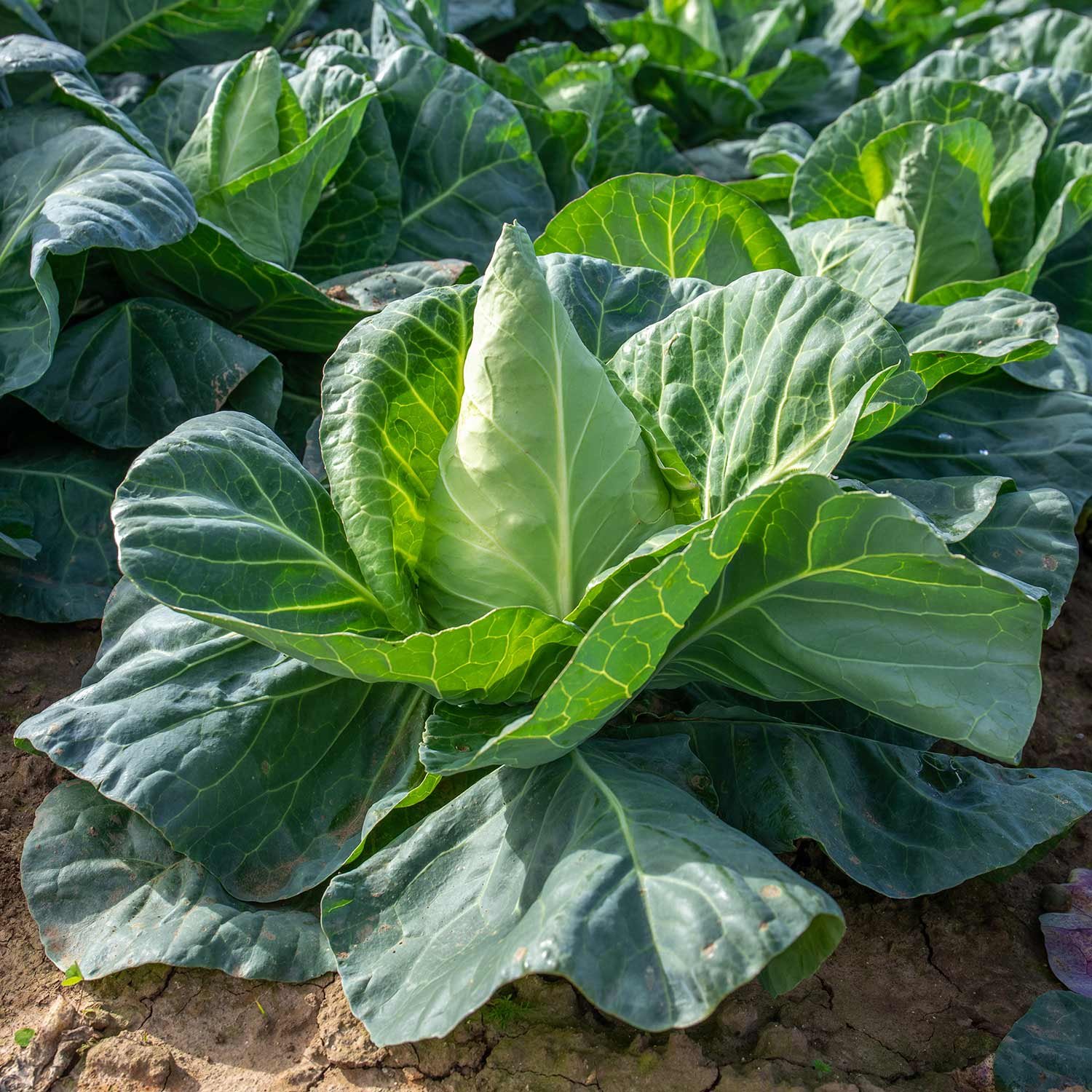 Marshalls Garden Regency F1 Cabbage Seeds - 50 Seeds