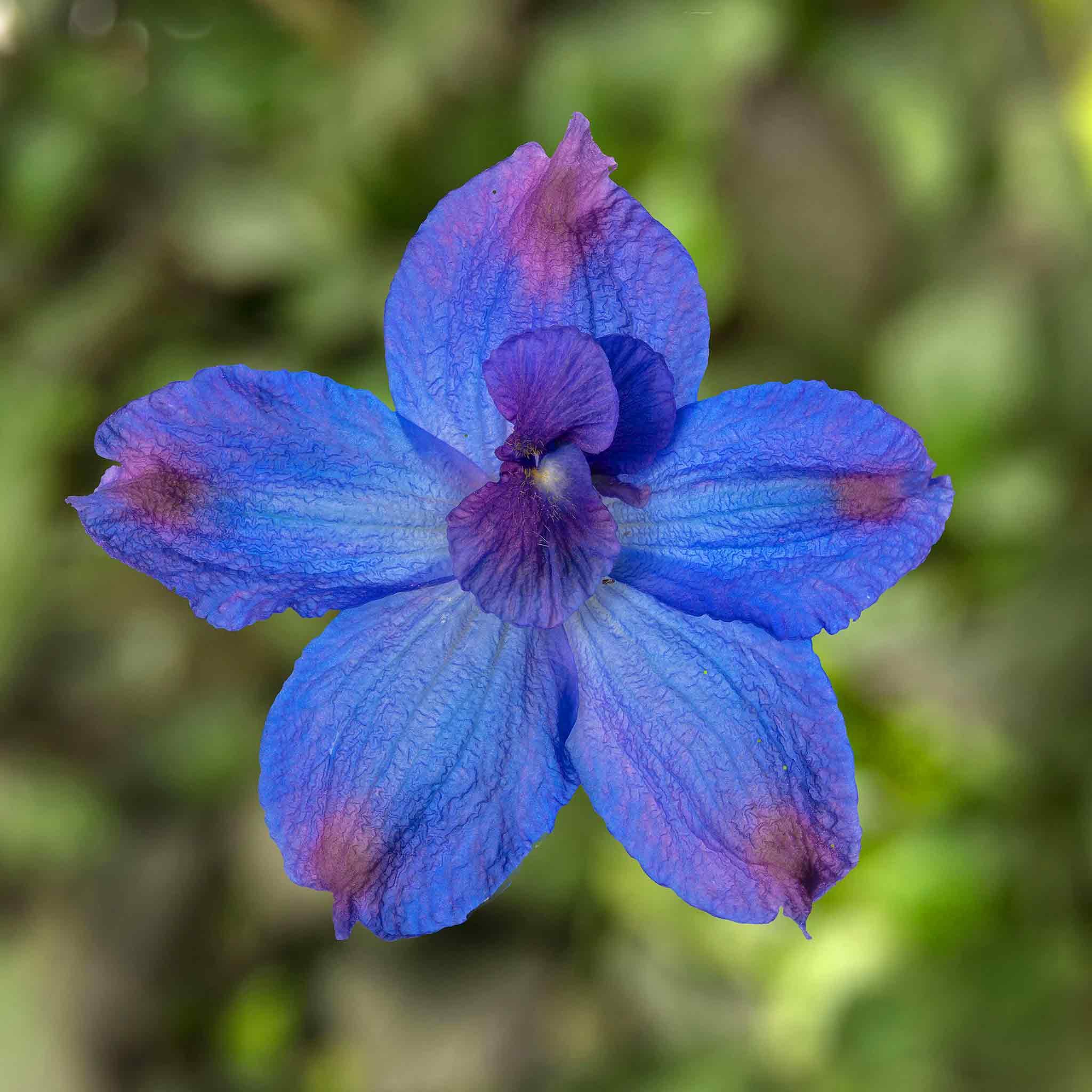 Marshalls Garden Delphinium Seeds 'Hunky Dory Blue' F1 - 8 Seeds