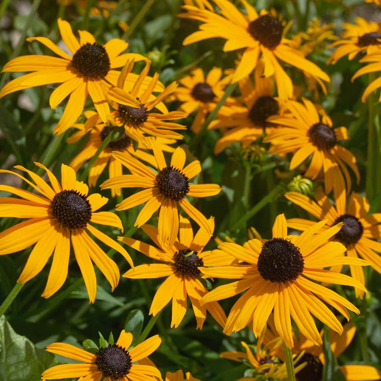 Unwins Rudbeckia Seeds 'Goldsturm' -150 Seeds