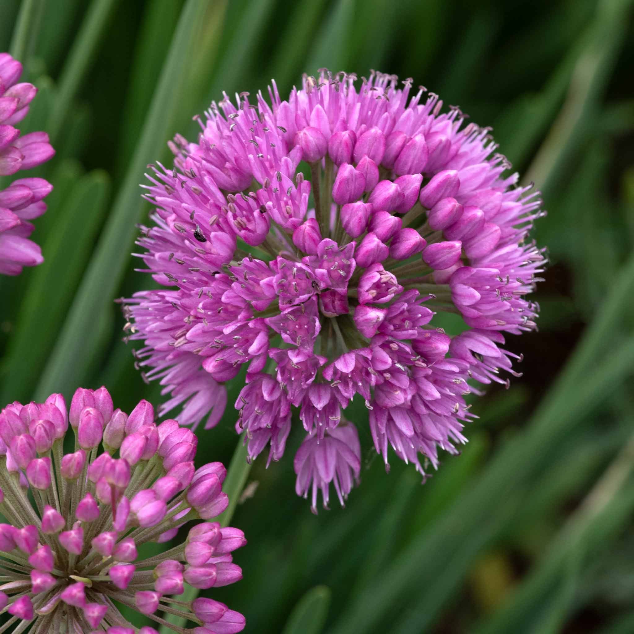 Marshalls Garden Allium 'Serendipity' -  3 x 9cm Plants