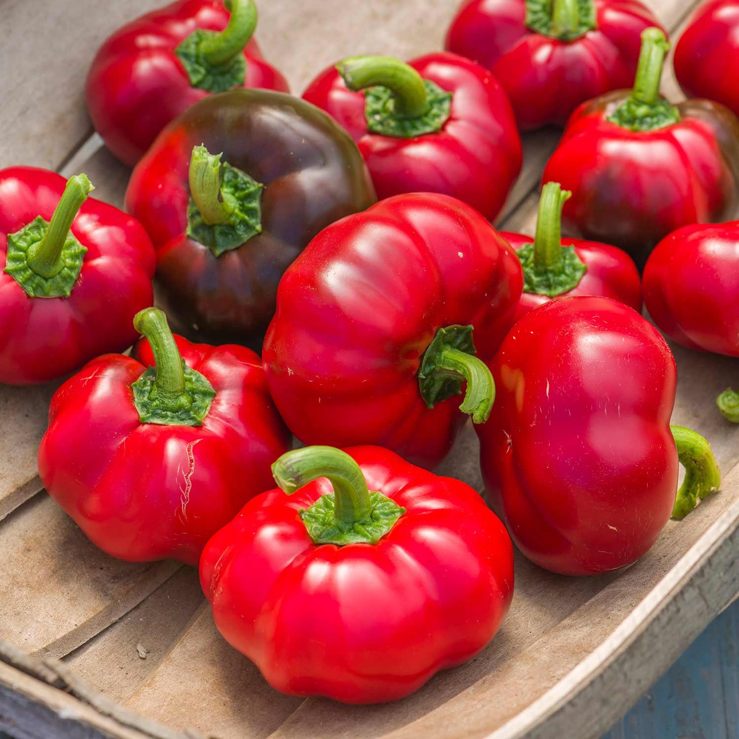 Marshalls Garden Pepper Seeds 'Sweet Winner' - Sweet Round Red Peppers - 8 Seeds
