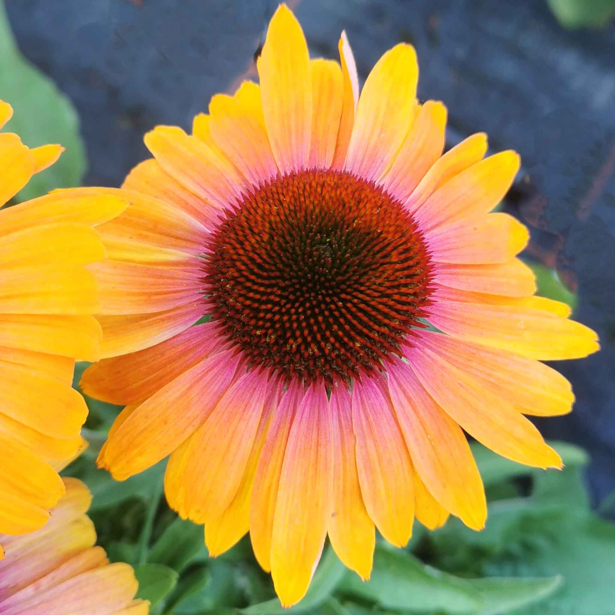 Marshalls Garden Echinacea Unica 'Orange Purple' -  9cm Plant