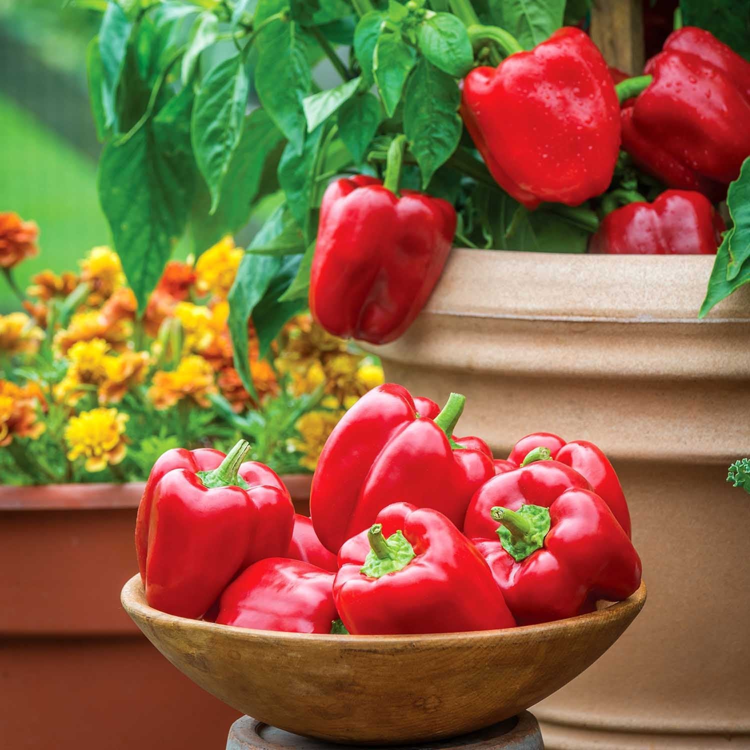 Marshalls Garden Pepper Seeds 'Sweet Popti' Redskin (Capsicum Annuum) - 6 Seeds