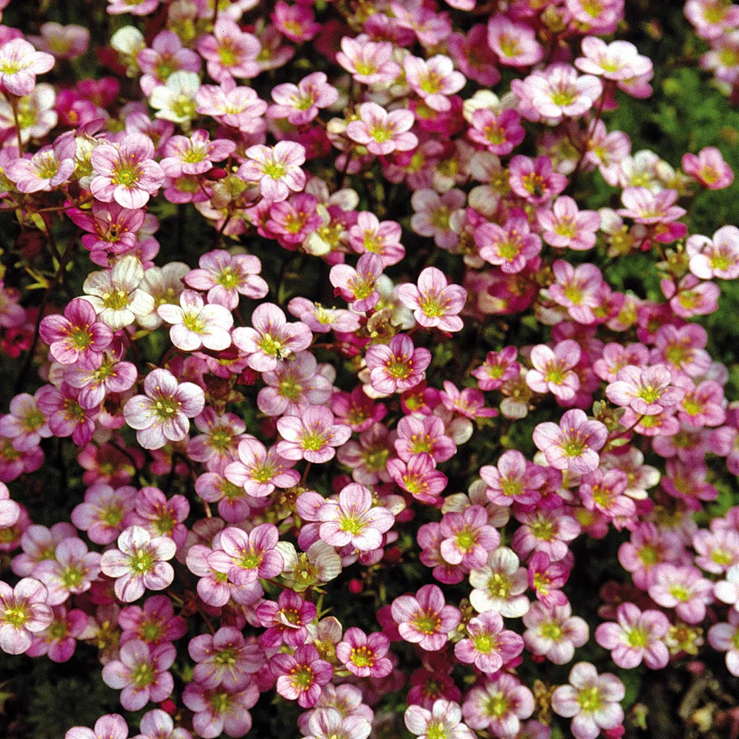 Marshalls Garden Saxifraga Seeds 'Floral Carpet' - 50 Seeds