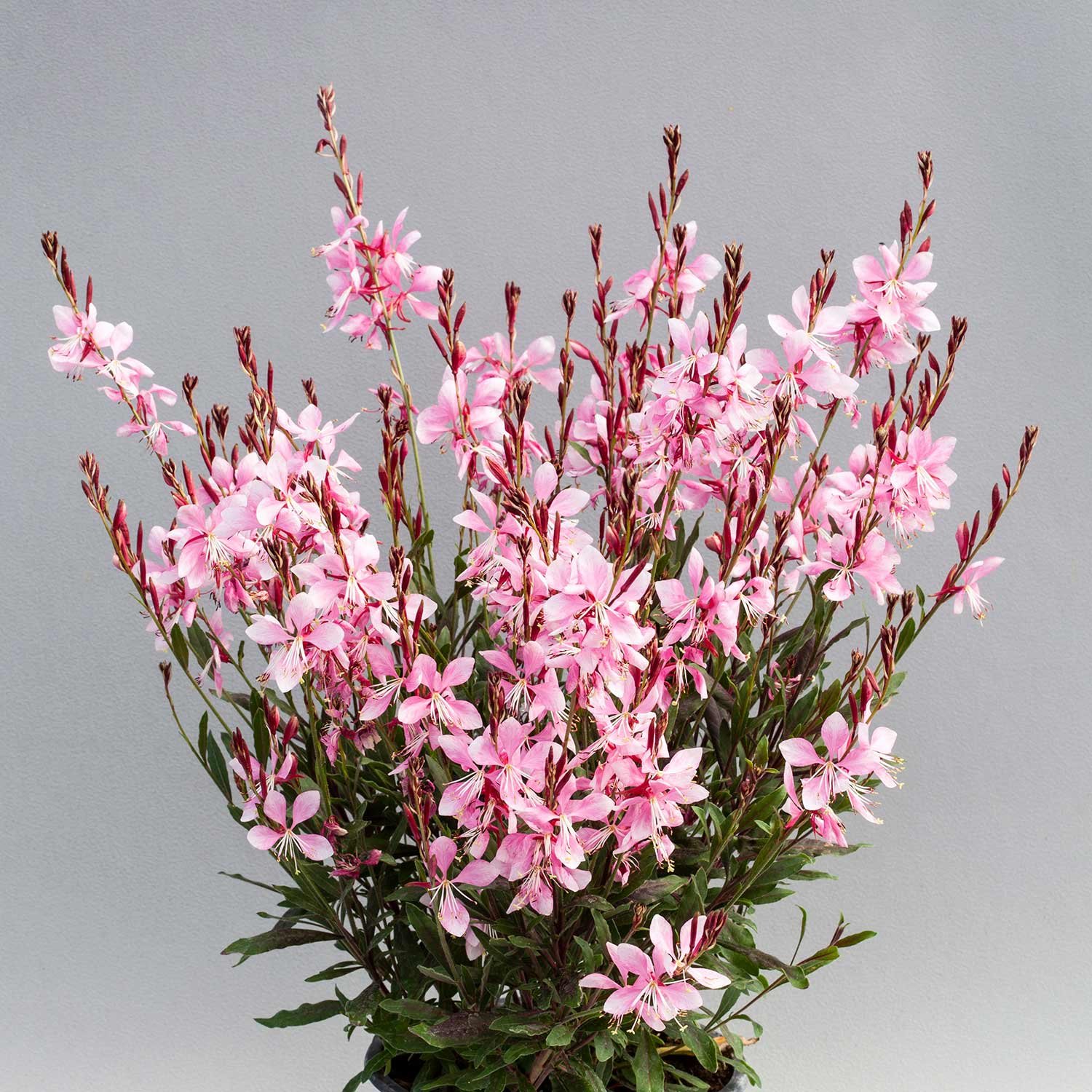 Marshalls Garden Gaura Giggles Pink Shades Seeds - 10 Seeds