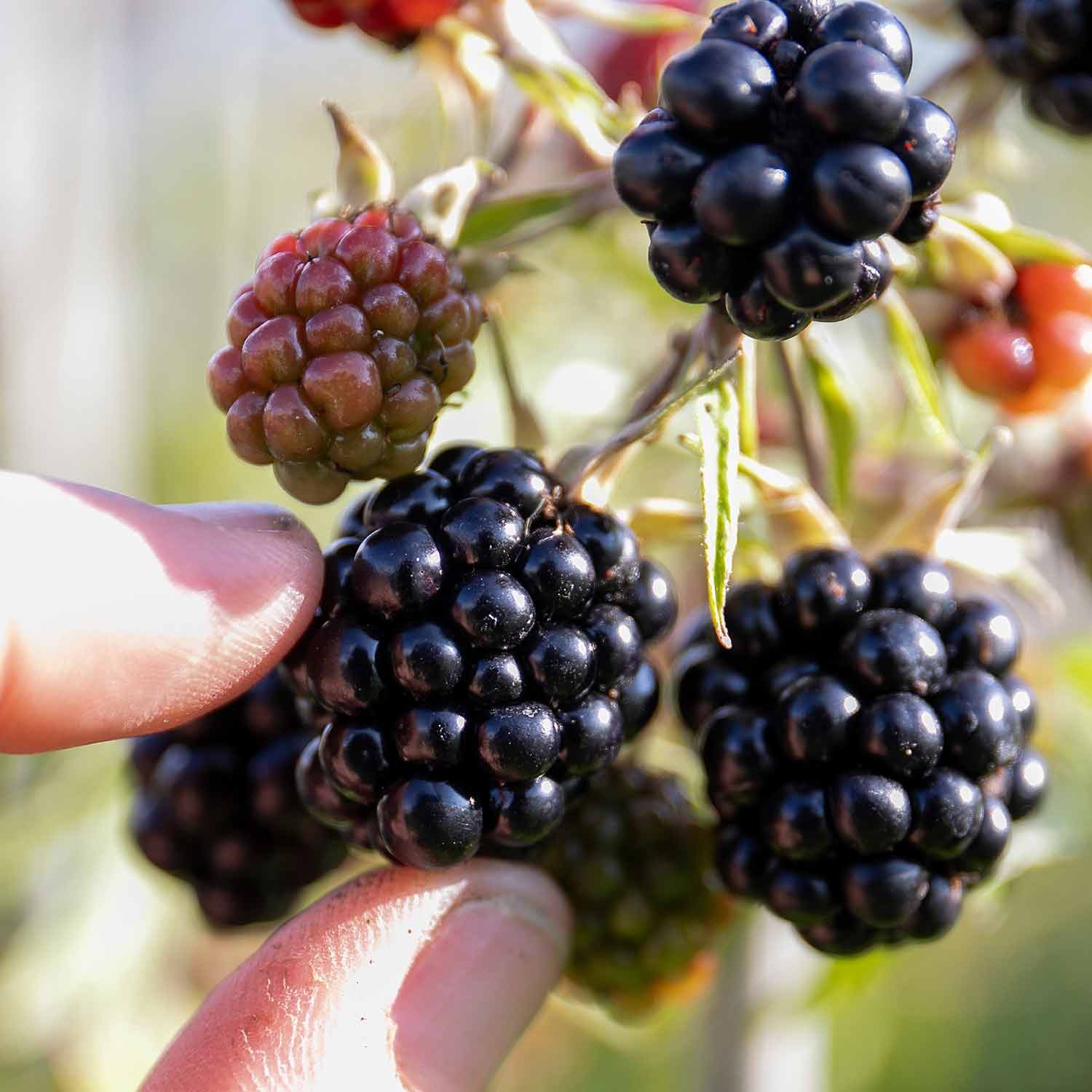 Marshalls Garden Blackberry 'Loch Tay' - 2 Litre Plant