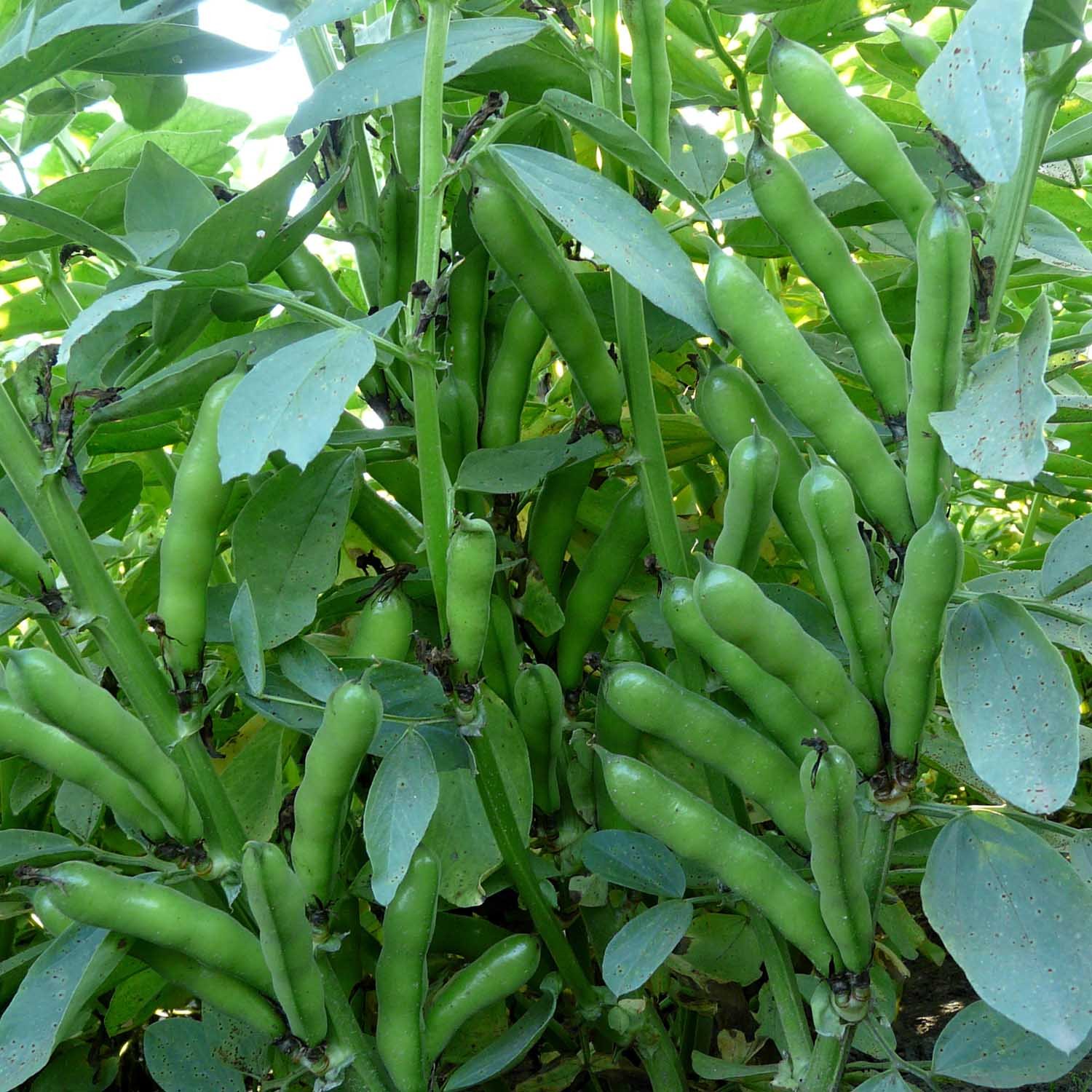 Marshalls Garden Broad Bean Seeds 'Oscar' - Compact Patio Variety -50 Seeds