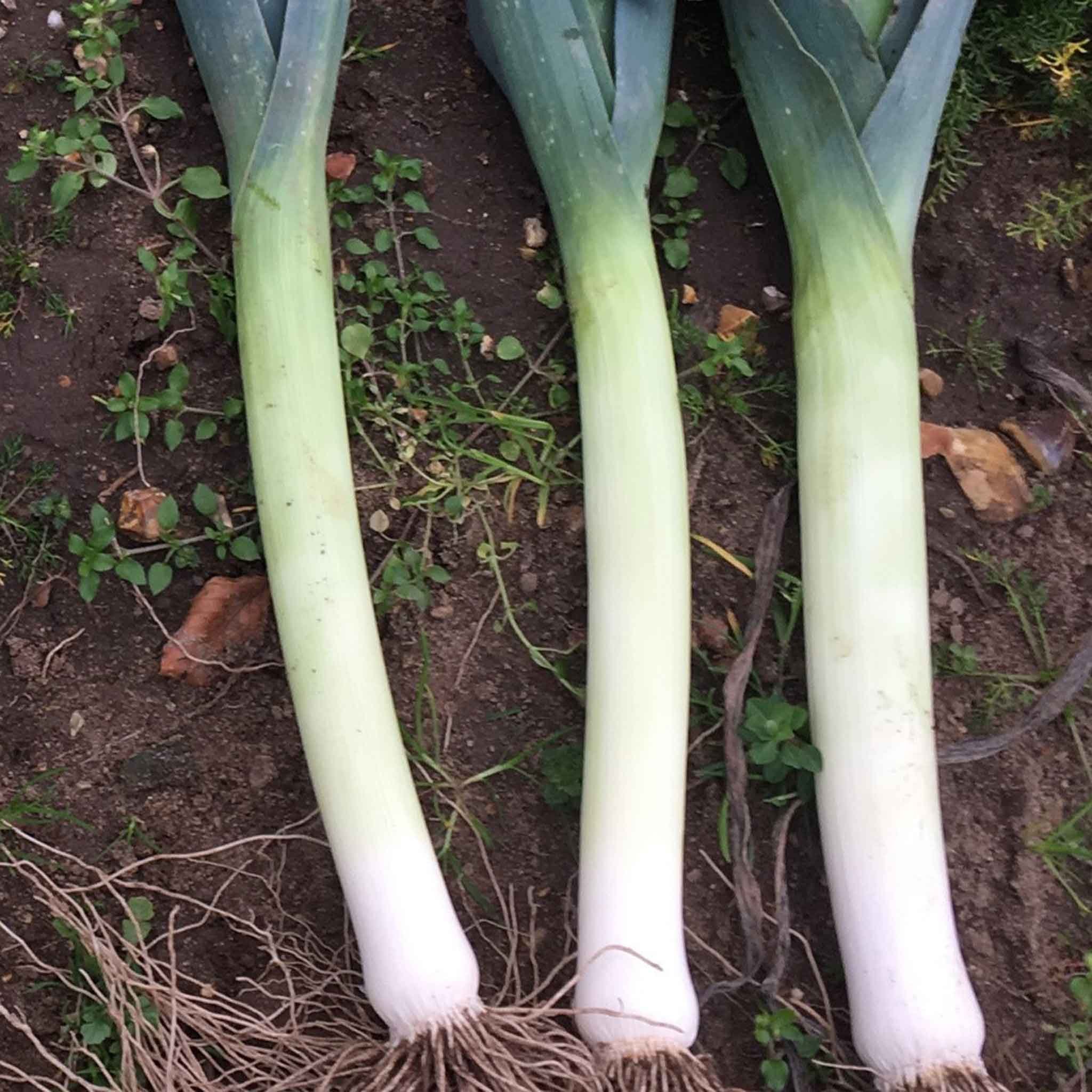 Marshalls Garden Leek Seeds 'Norwich' F1 - 40 Seeds