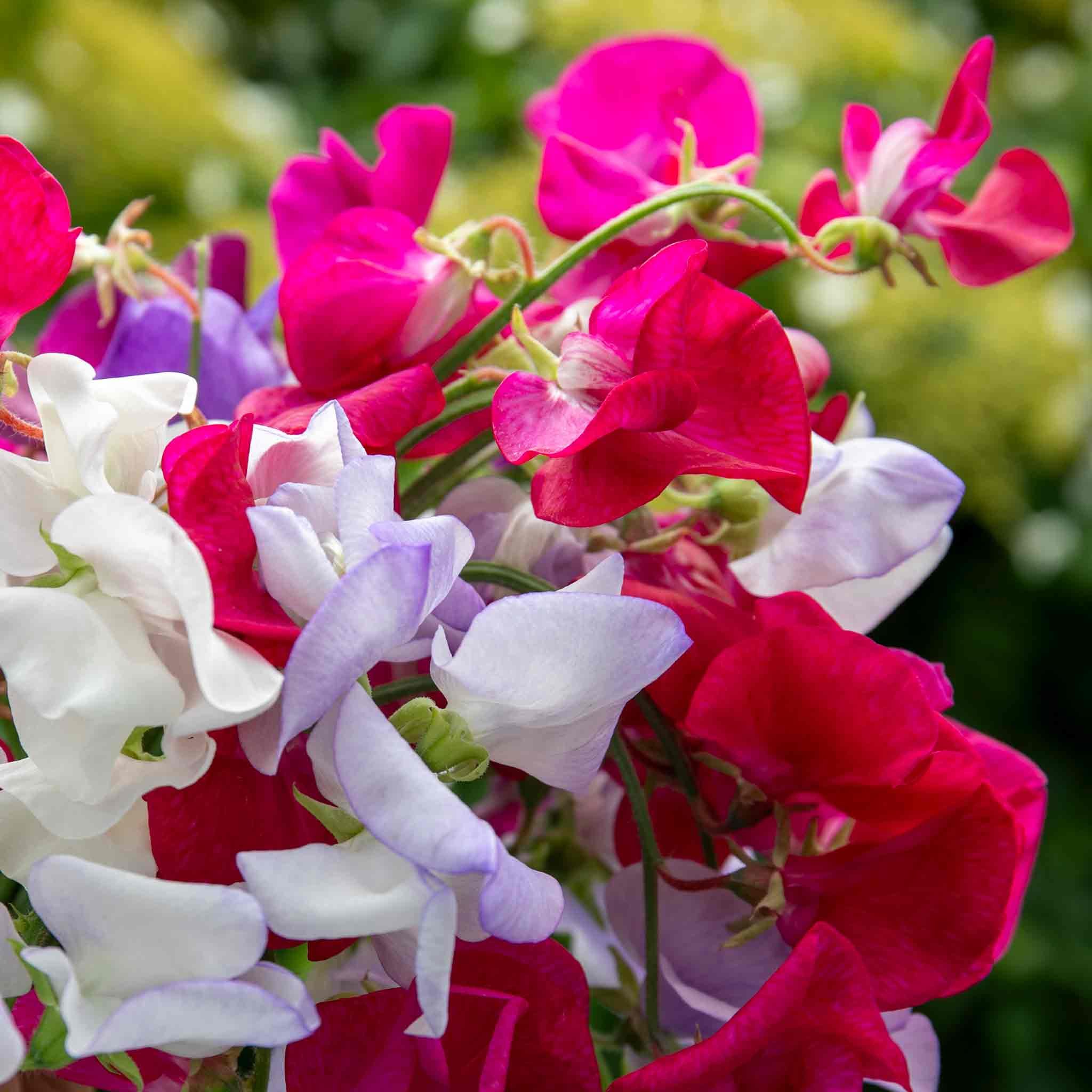 Unwins Sweet Pea Seeds 'Old Fashioned Selection' - 30 Seeds