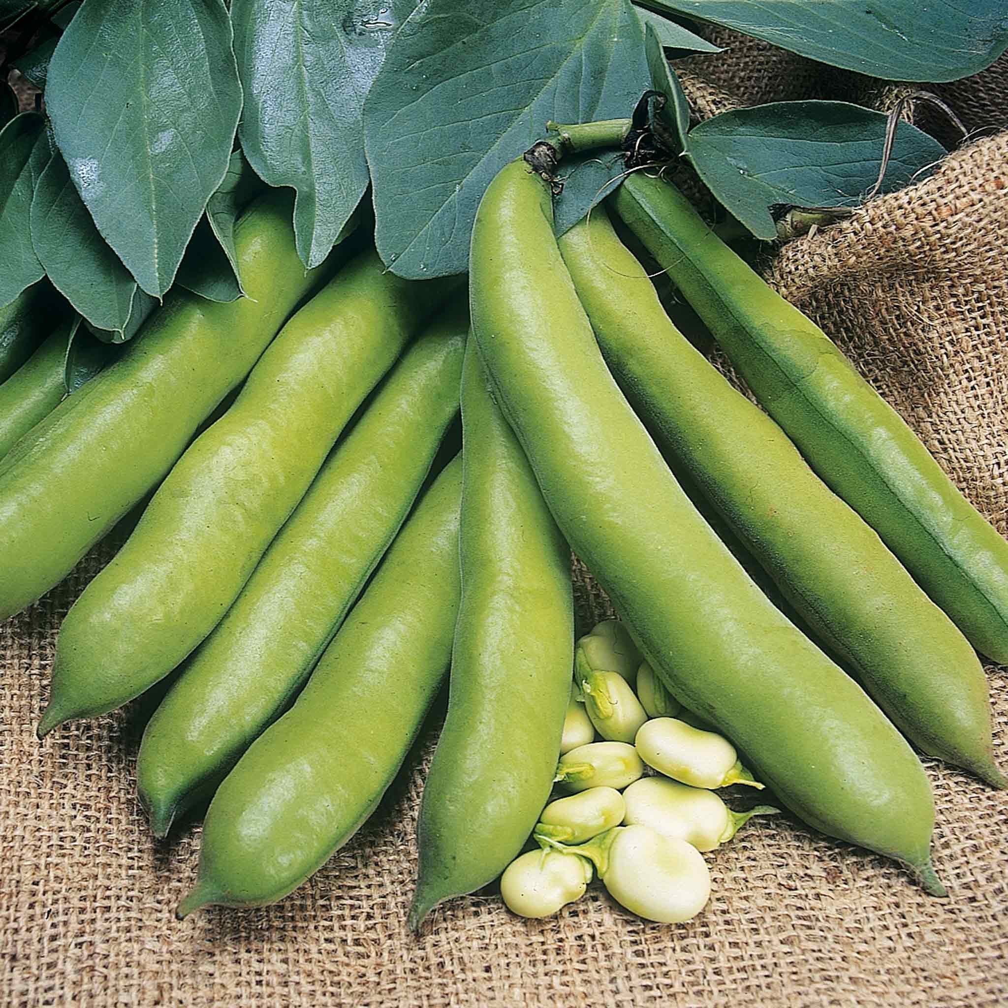 Marshalls Garden Broad Bean Seeds Meteor Vroma, High-Yield Variety - 60 Seeds