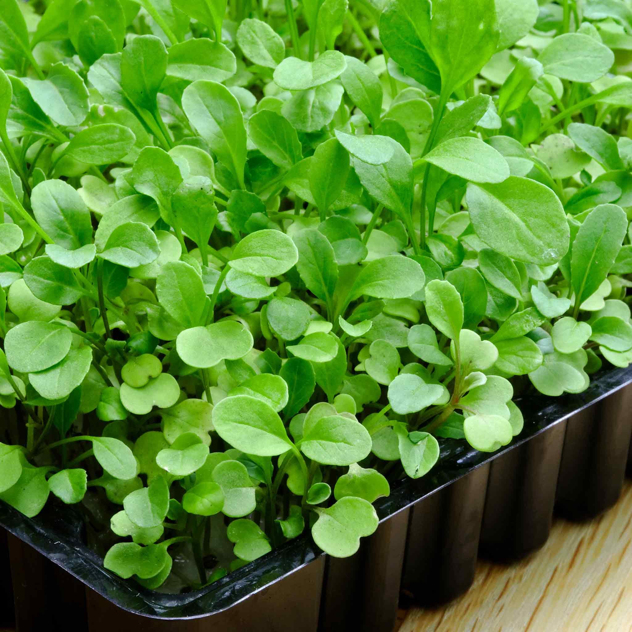 Unwins Microgreens Seeds Broccoli - 2000 Seeds