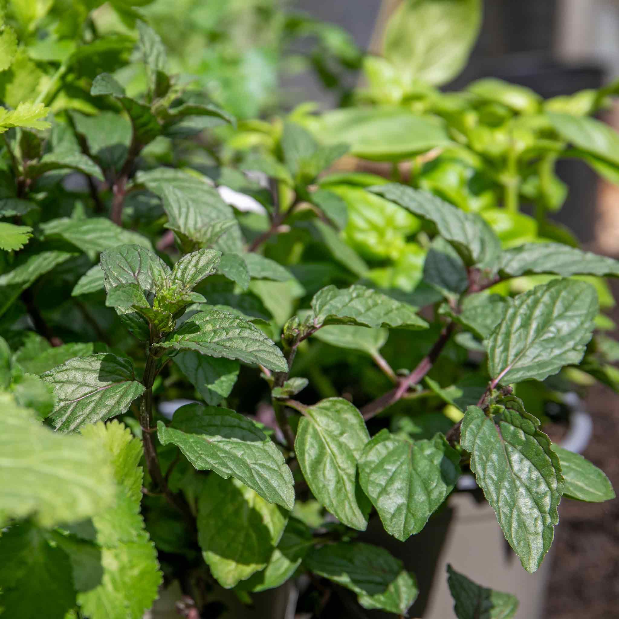 Marshalls Garden Mint 'Peppermint' - 1 Litre Plant